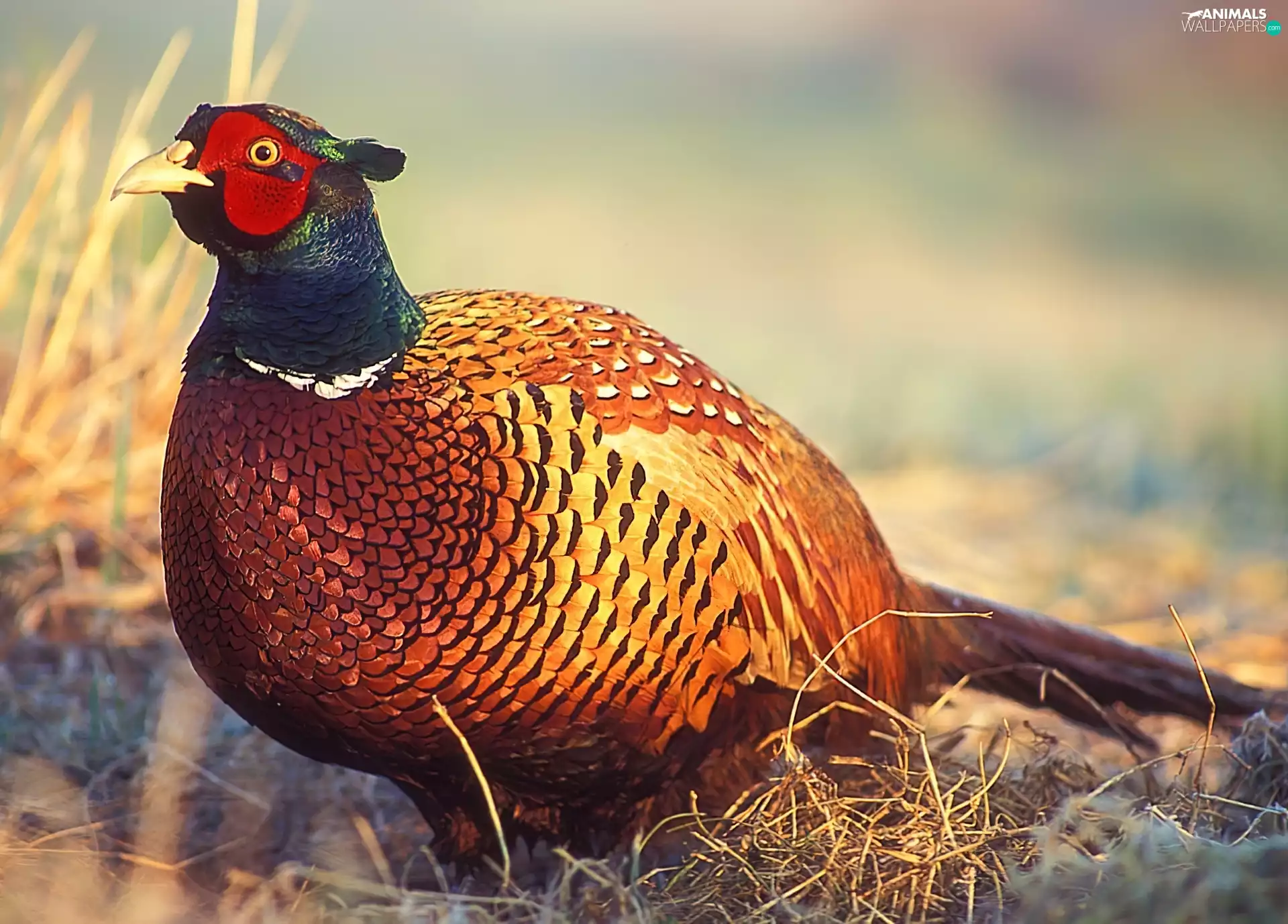 pheasant