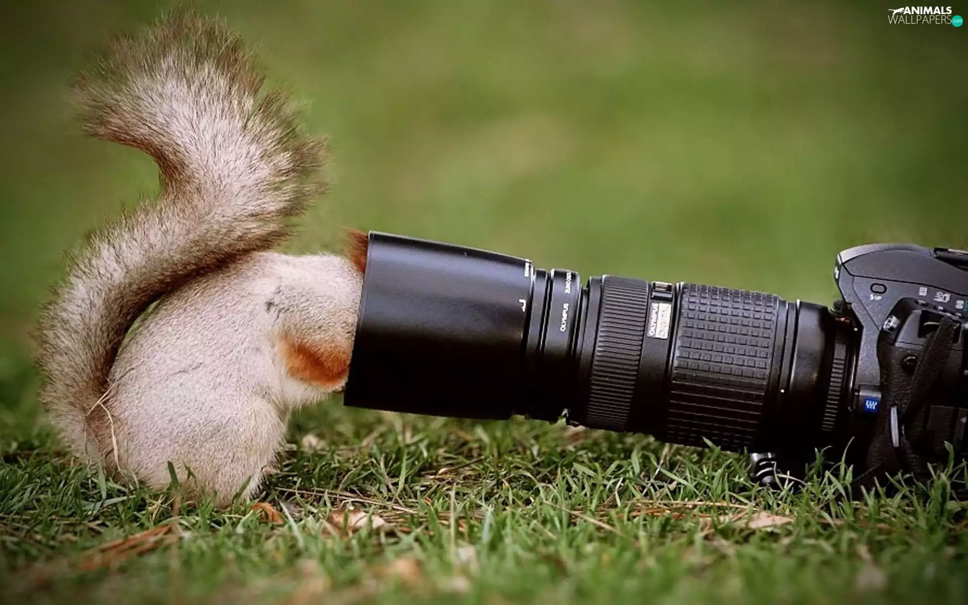 photographic, squirrel, Camera