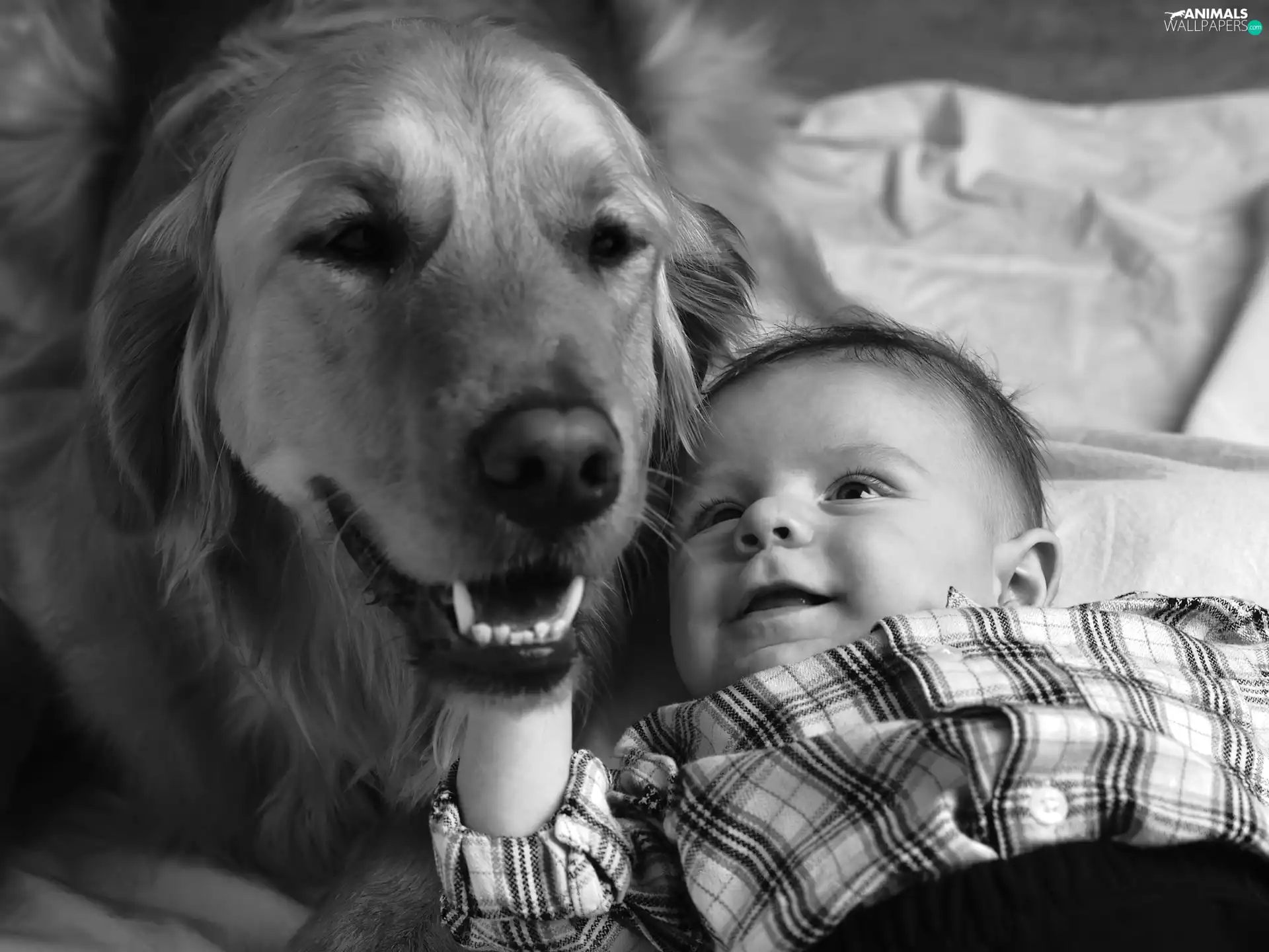 photography, babe, dog