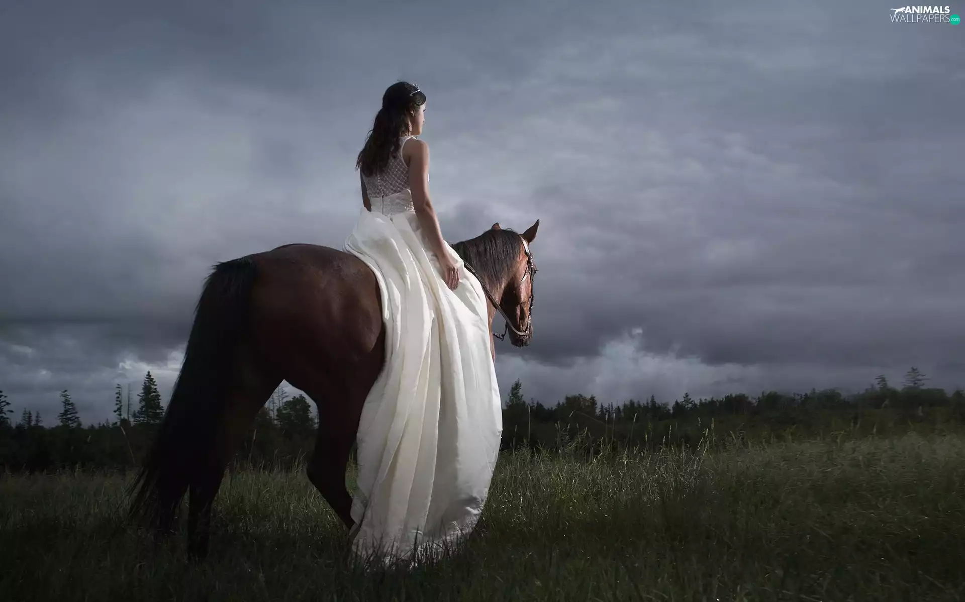 Horse, White, session, Dress, Women, young lady, photoshoot