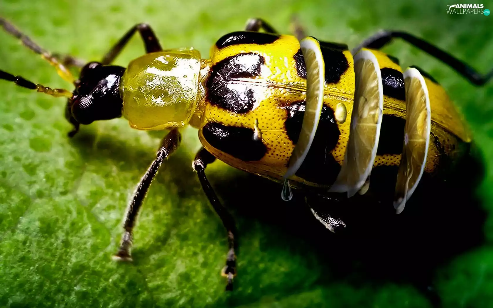 photoshop, Insect, Lemon