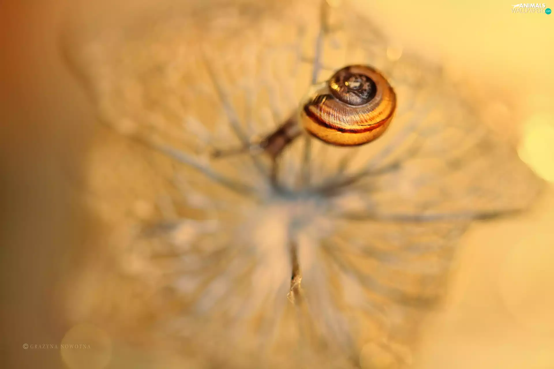 physalis, snail, small