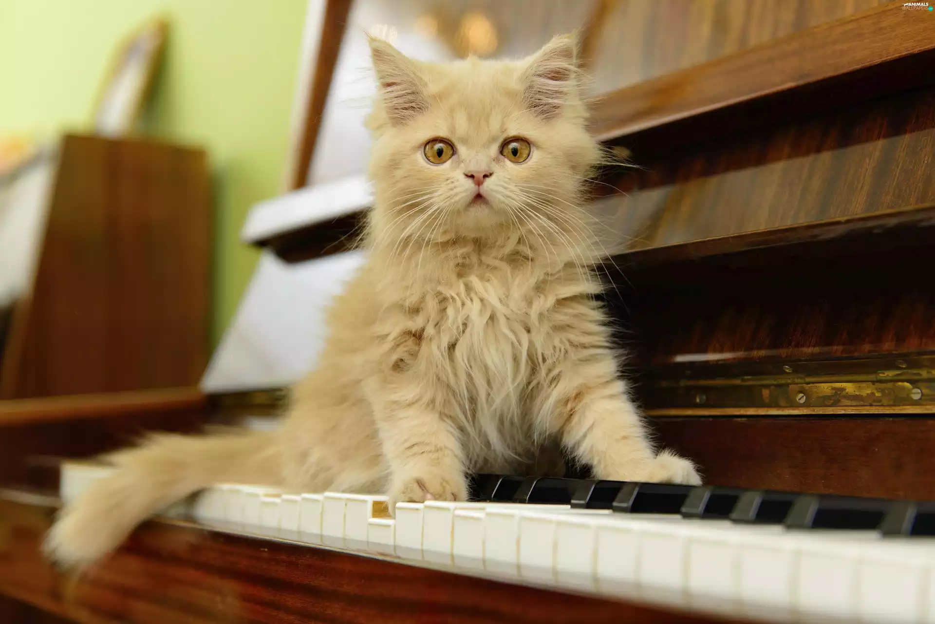 Piano, honeyed, kitten