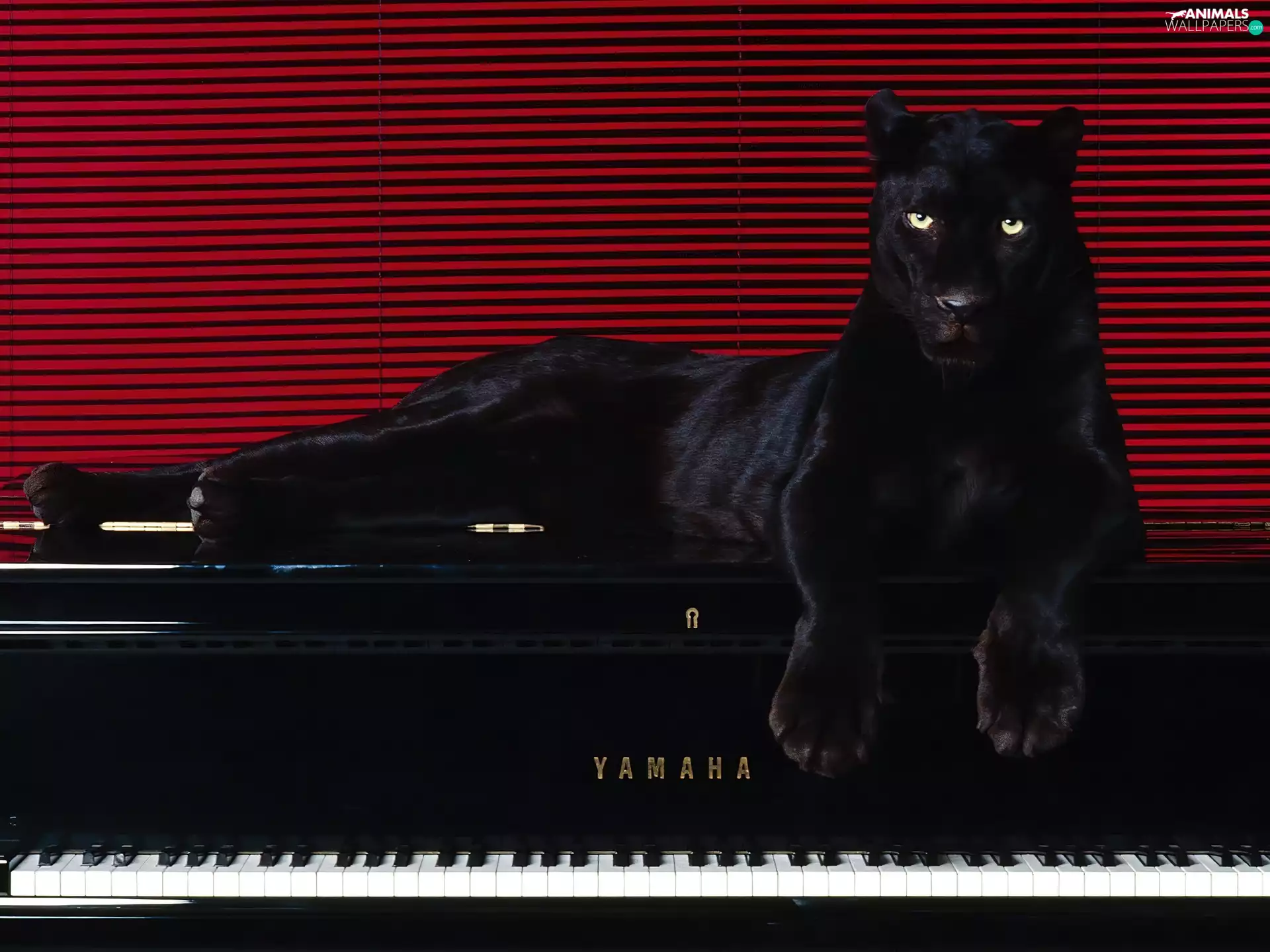 piano, black, Panther