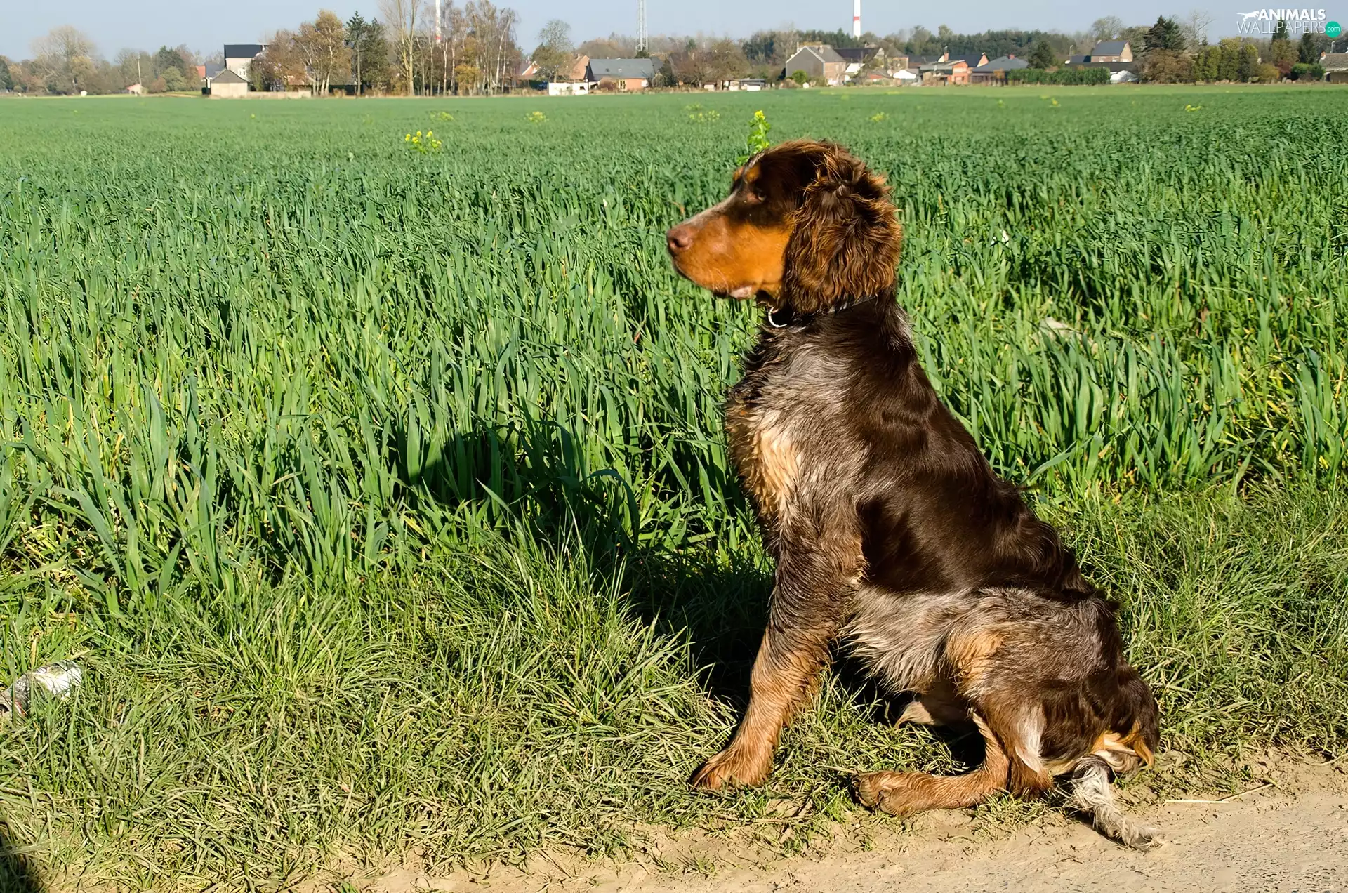 Picard spaniel, grass