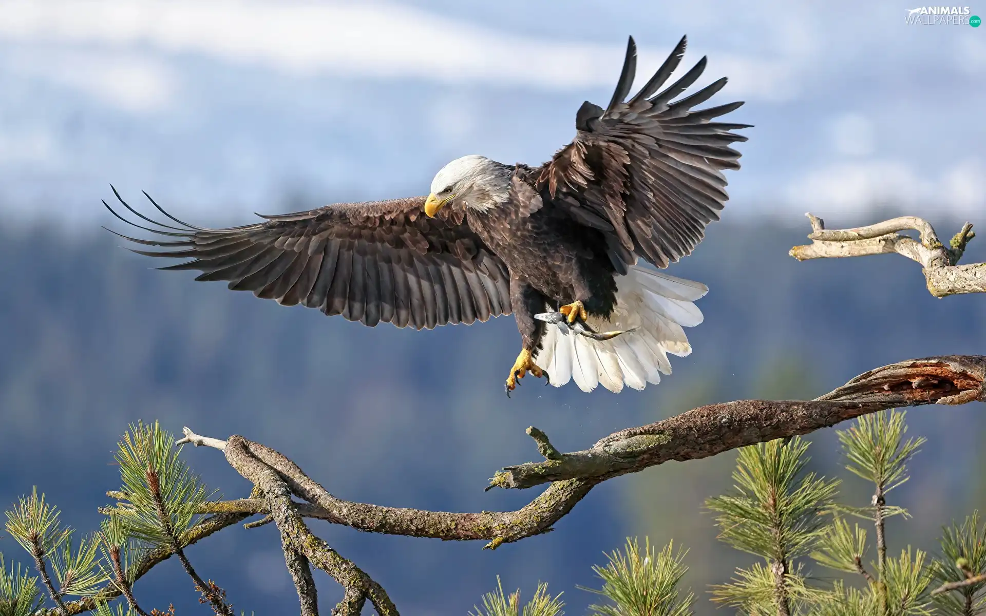Bird, flight, branch pics, American Bald Eagle