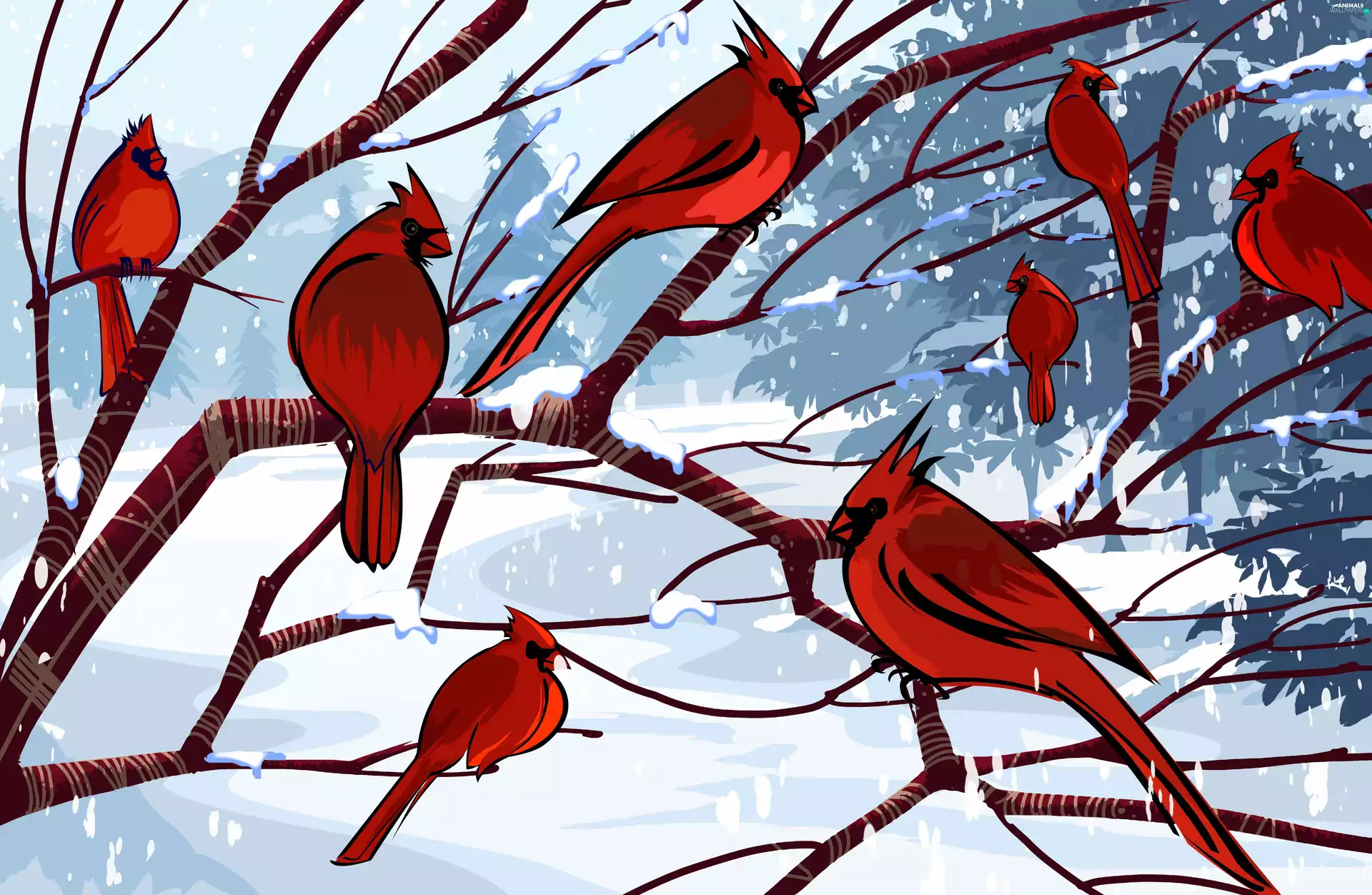 branch pics, Cardinals, winter, birds
