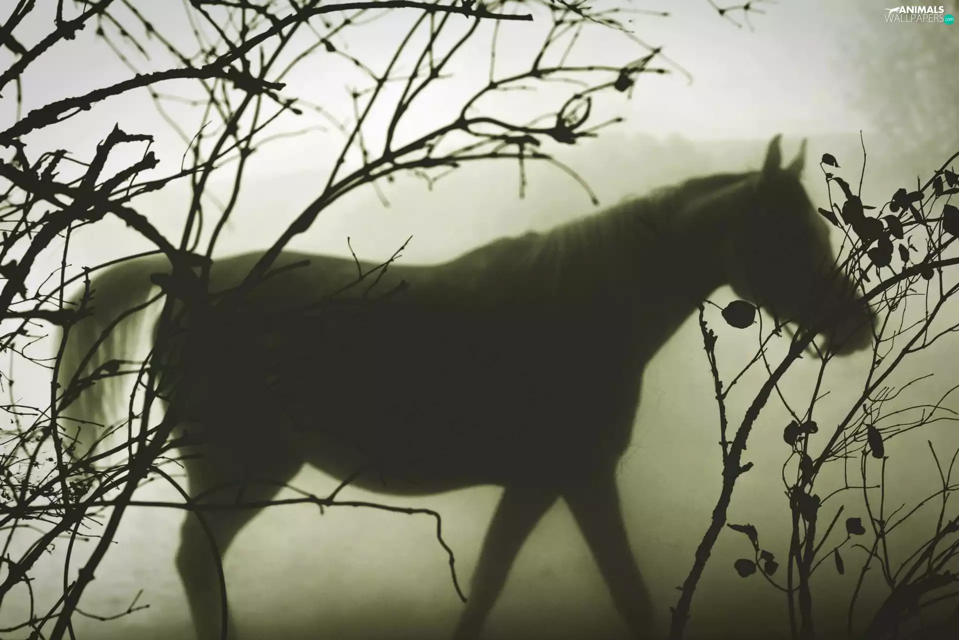 Fog, Horse, branch pics