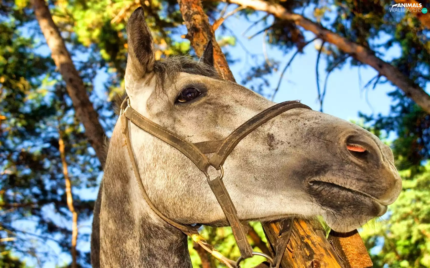 gear, grizzle, branch pics