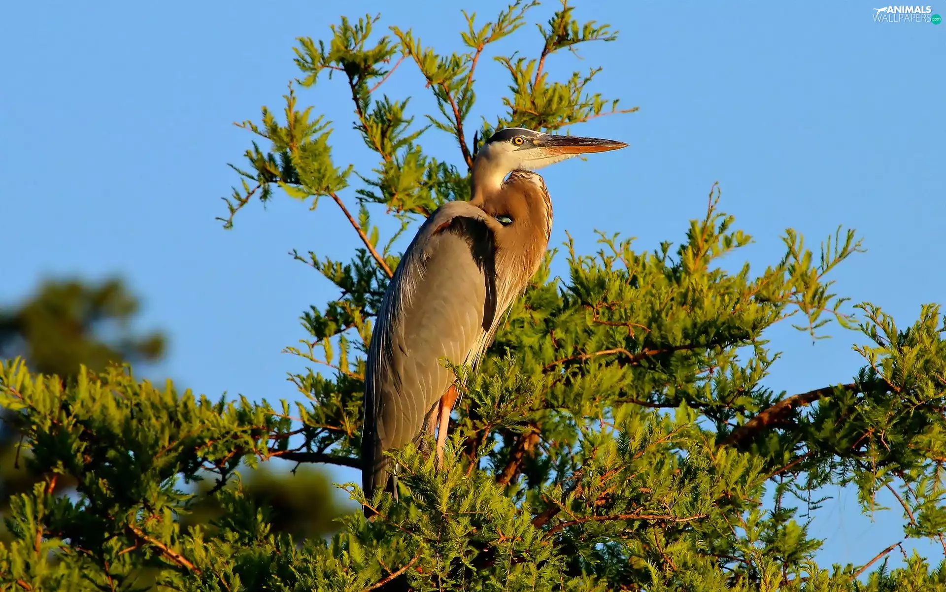 heron, Bird, branch pics