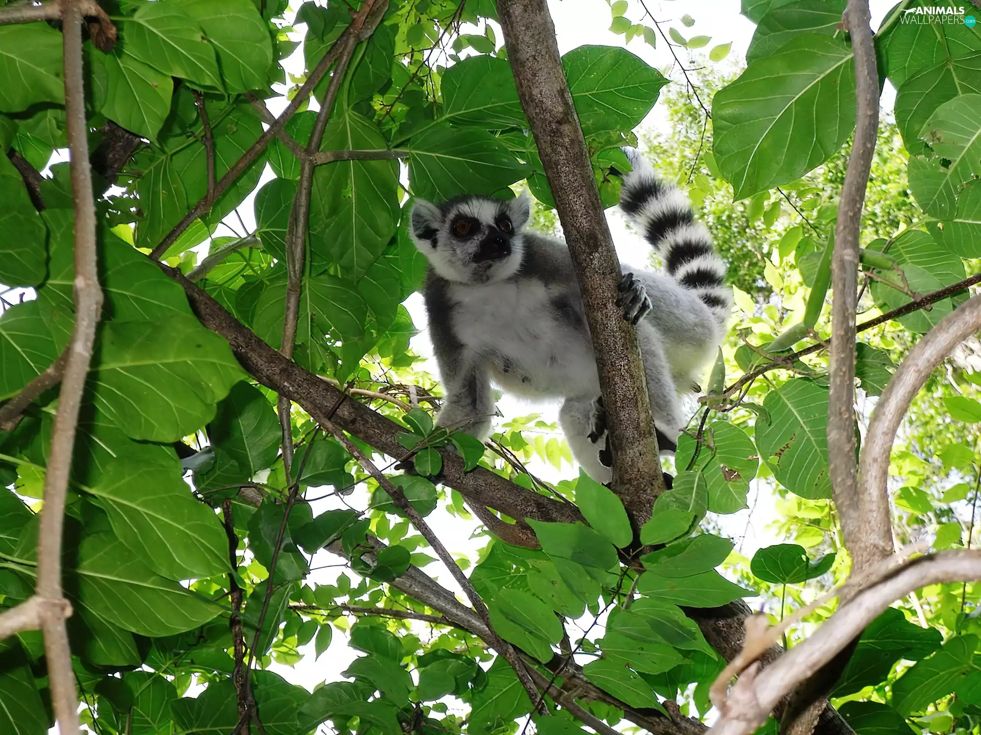 Leaf, lemur, branch pics