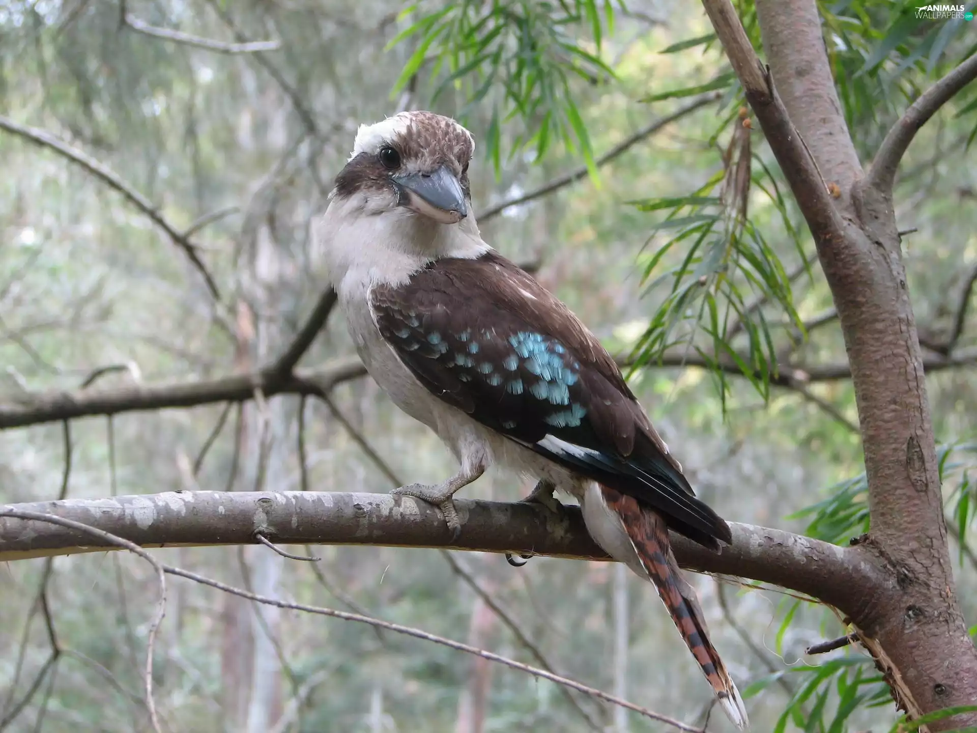 nose, Bird, branch pics