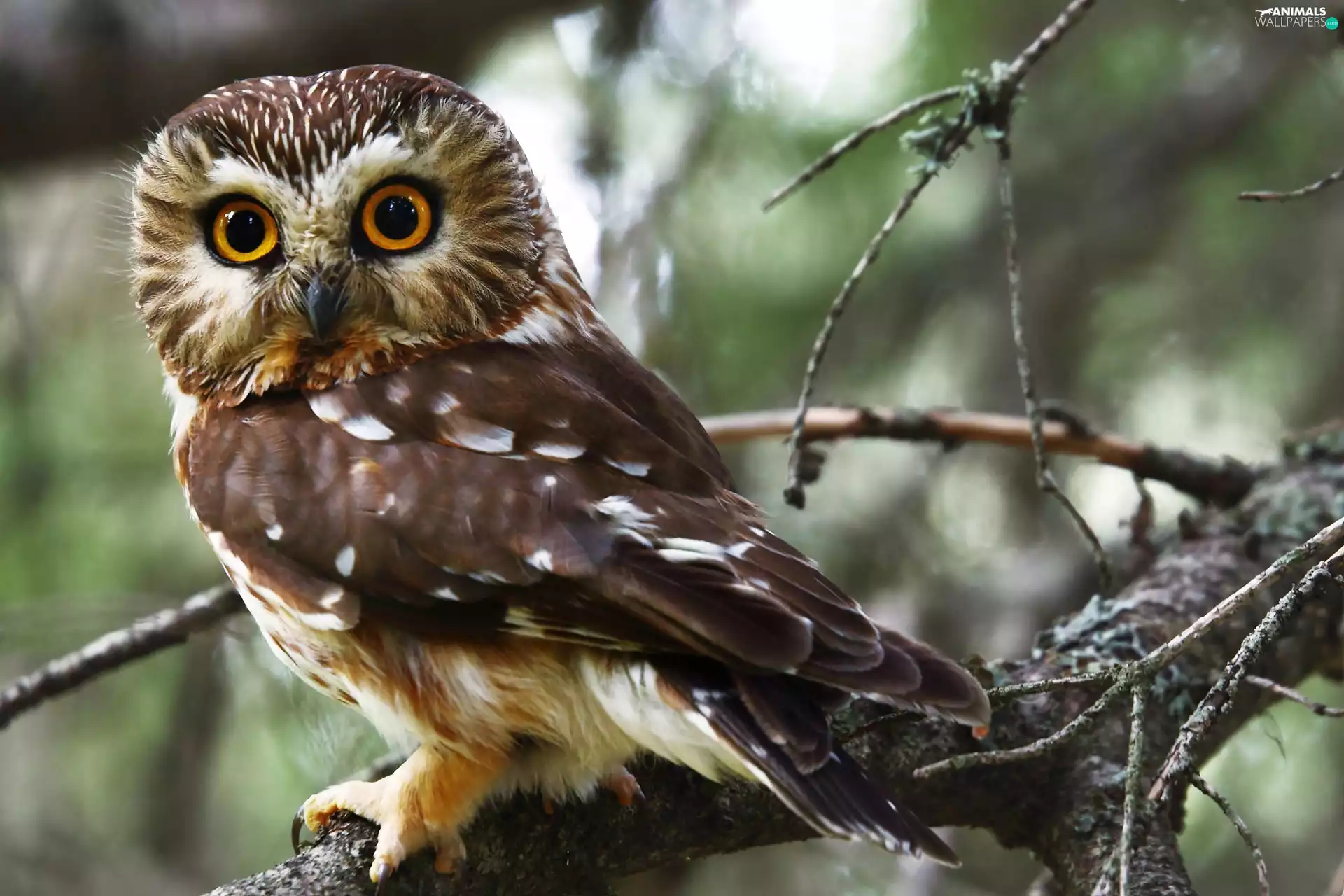 branch pics, owl, The look