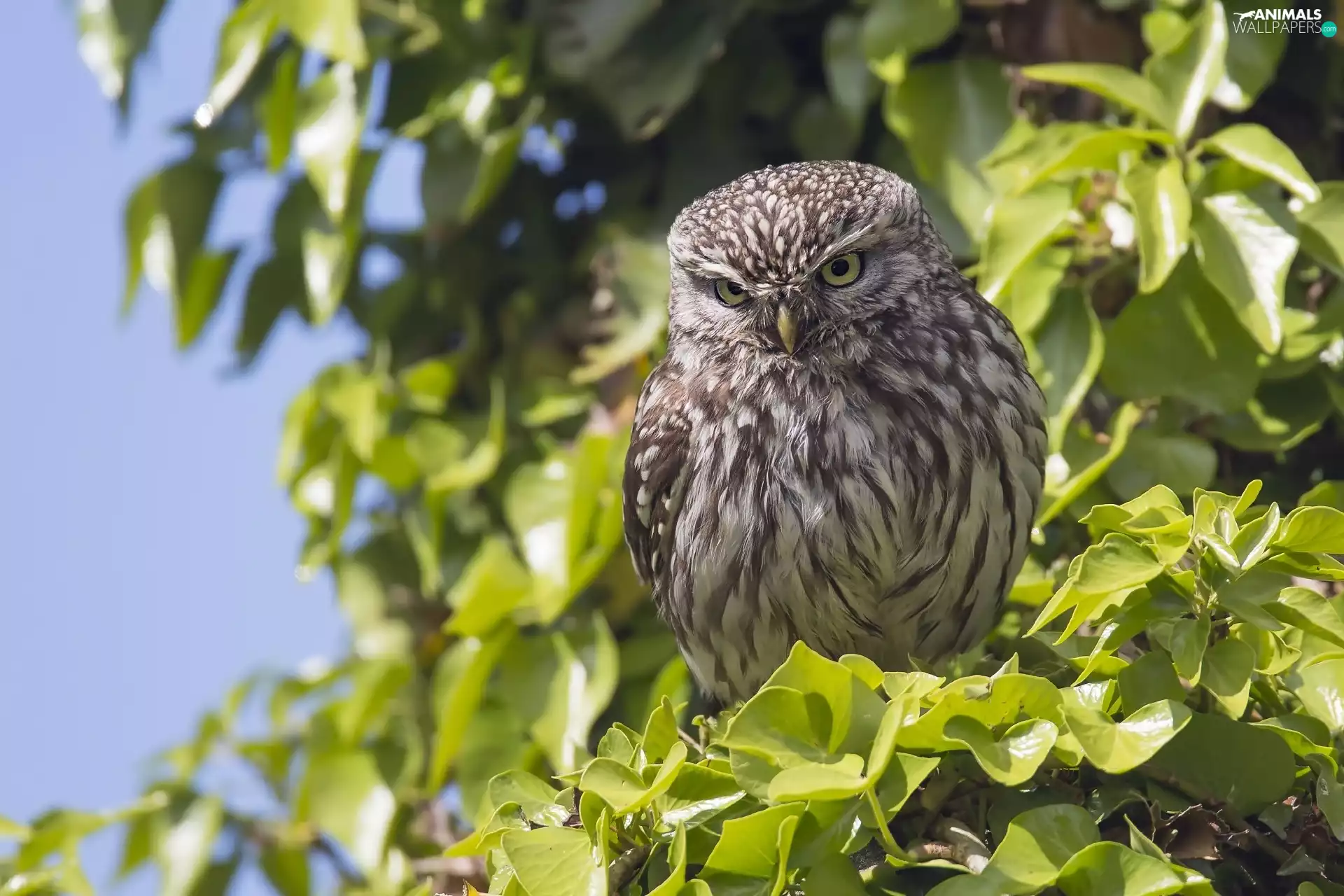 branch pics, owl, Little Owl