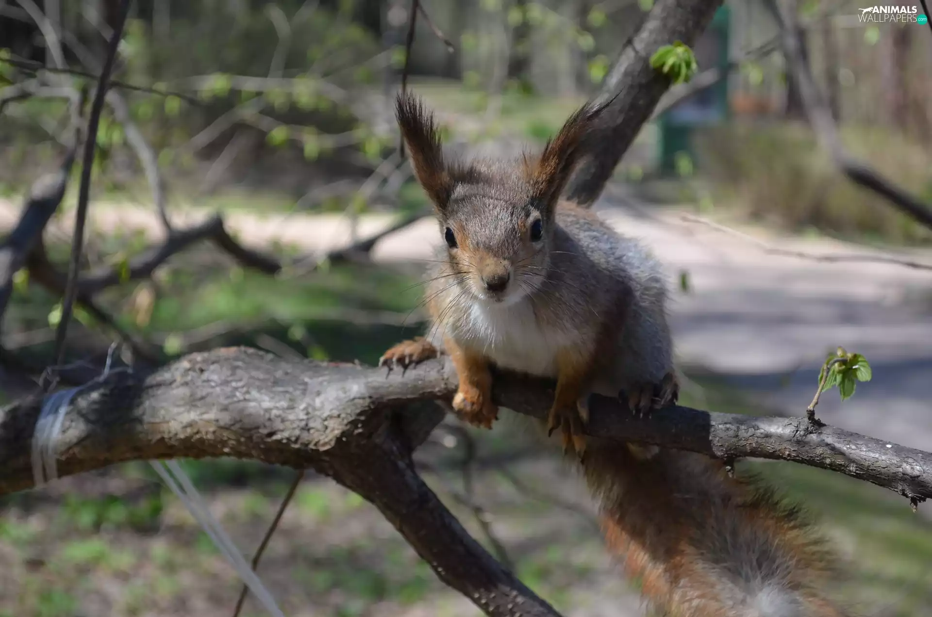 rapprochement, squirrel, branch pics