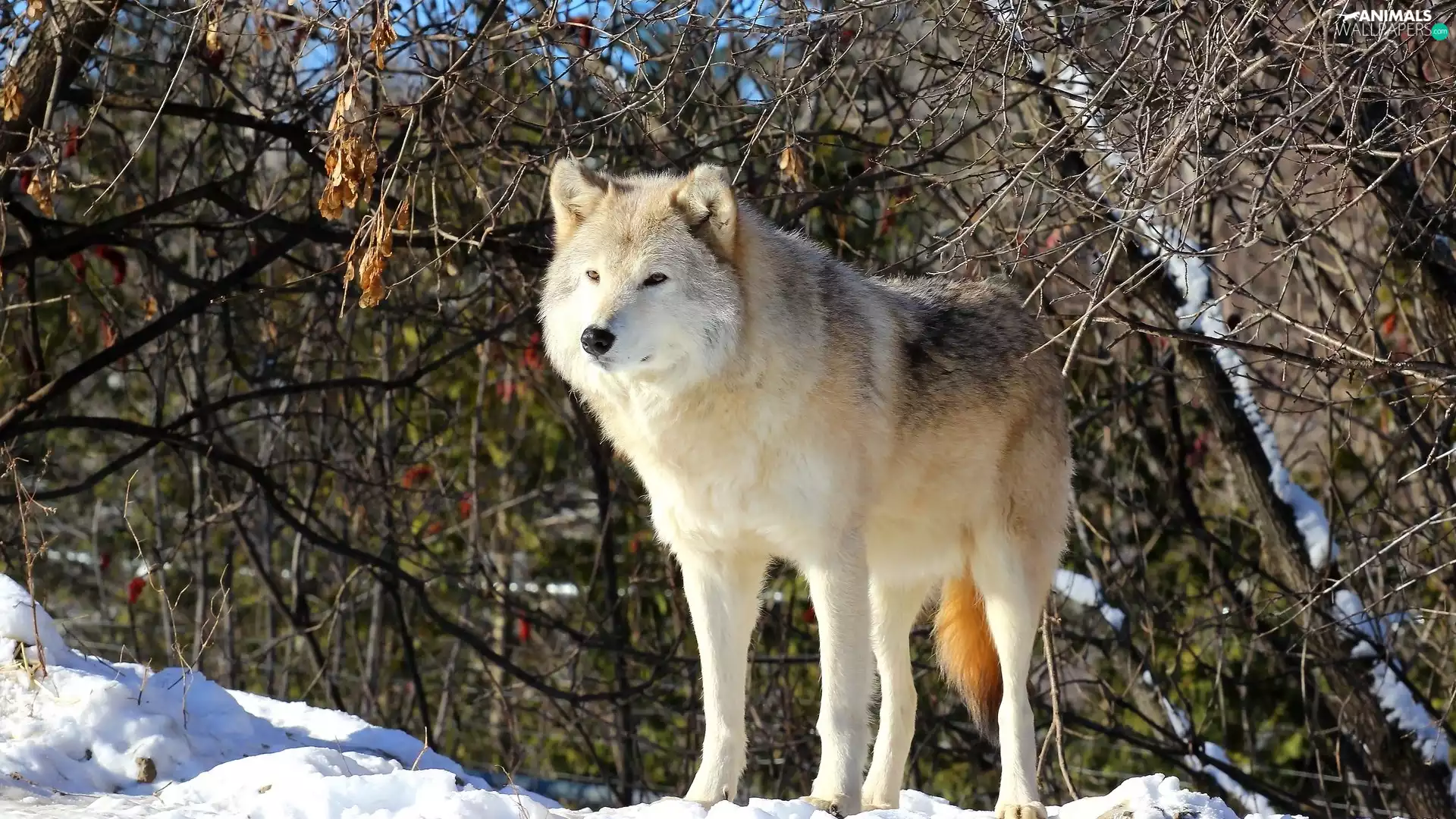 snow, Wolf, branch pics