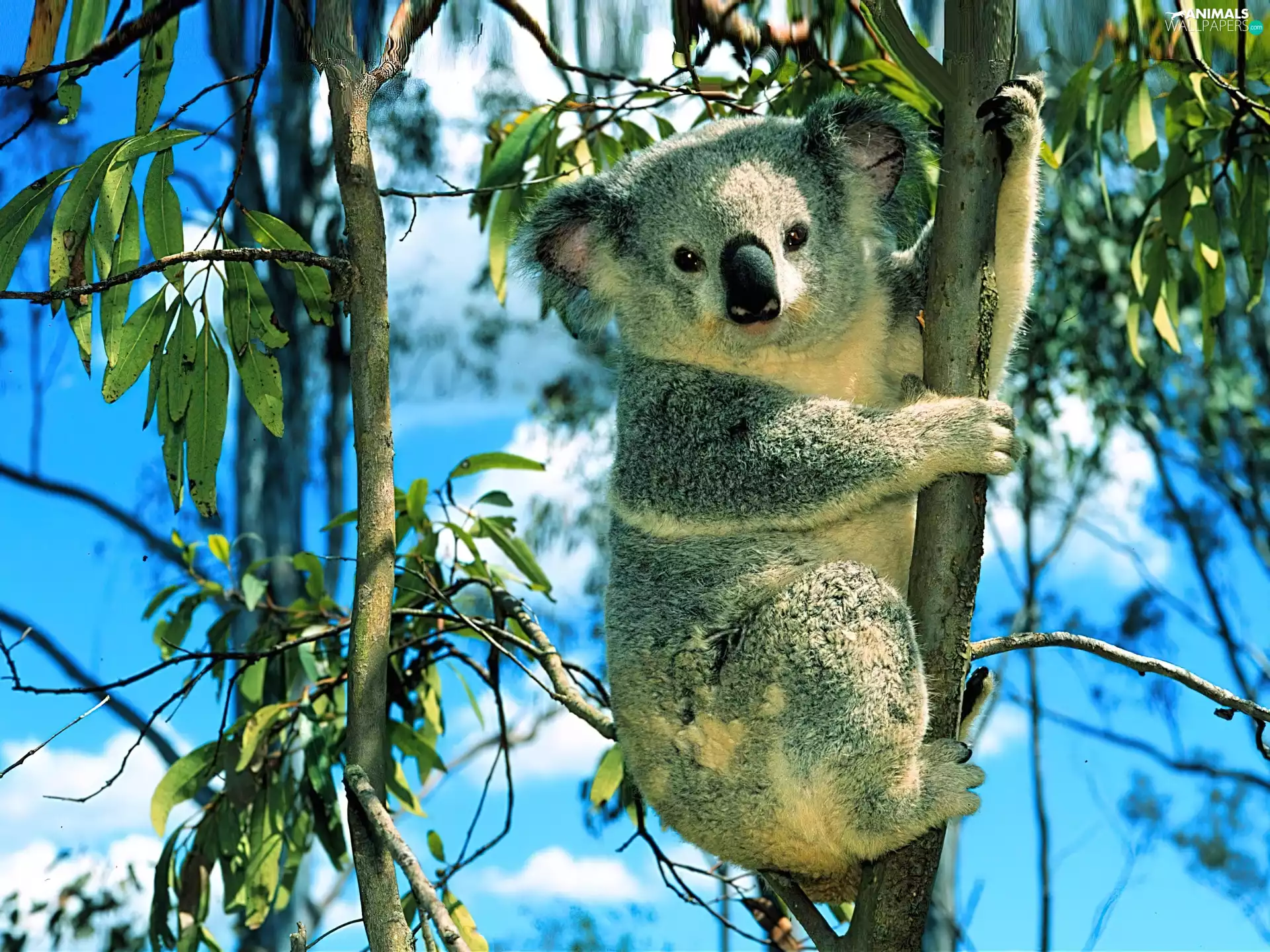 branch pics, teddy bear, Koala