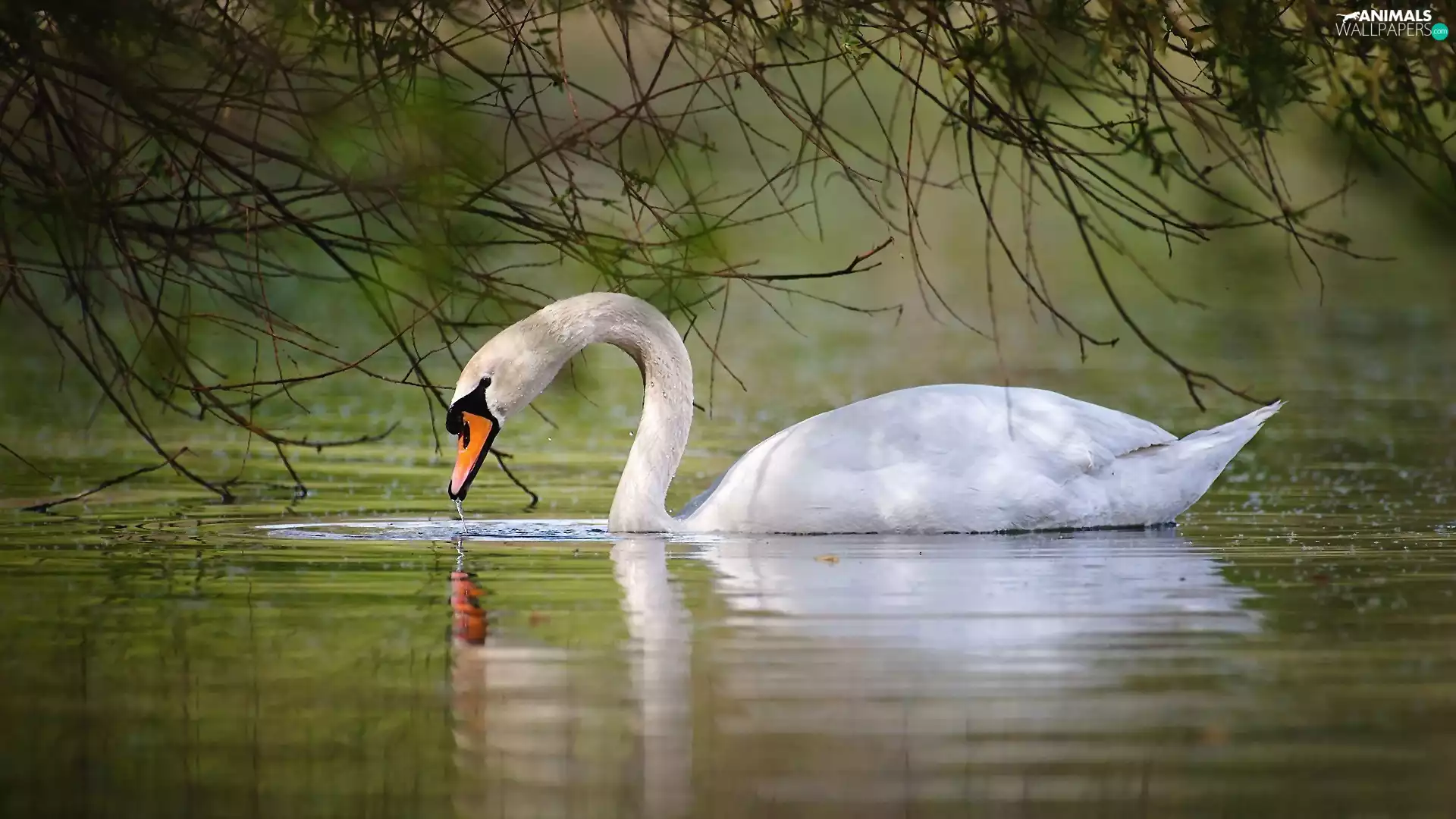 water, Swans, branch pics