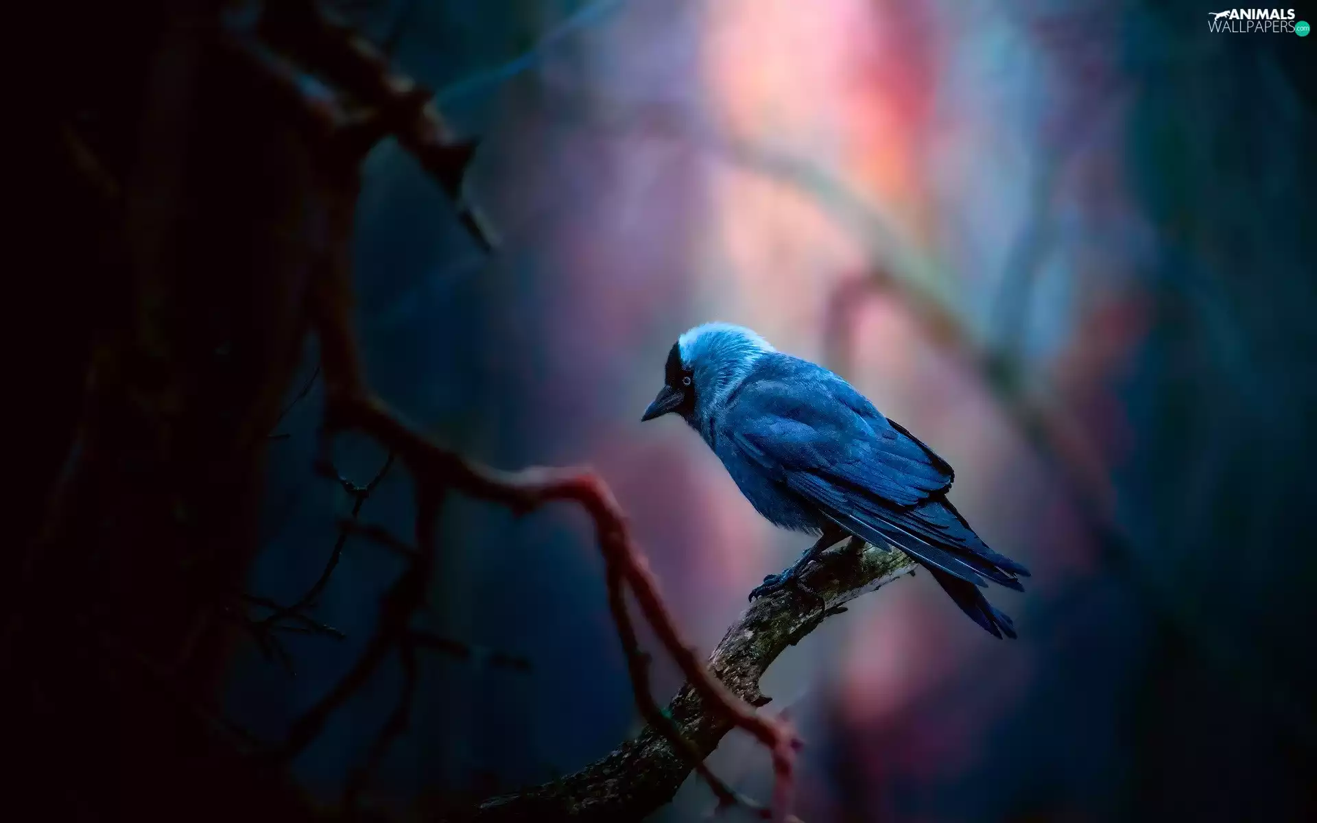 Western Jackdaw, branch pics