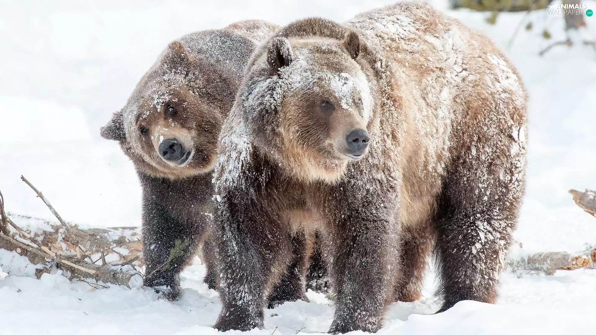 winter, bears, branch pics