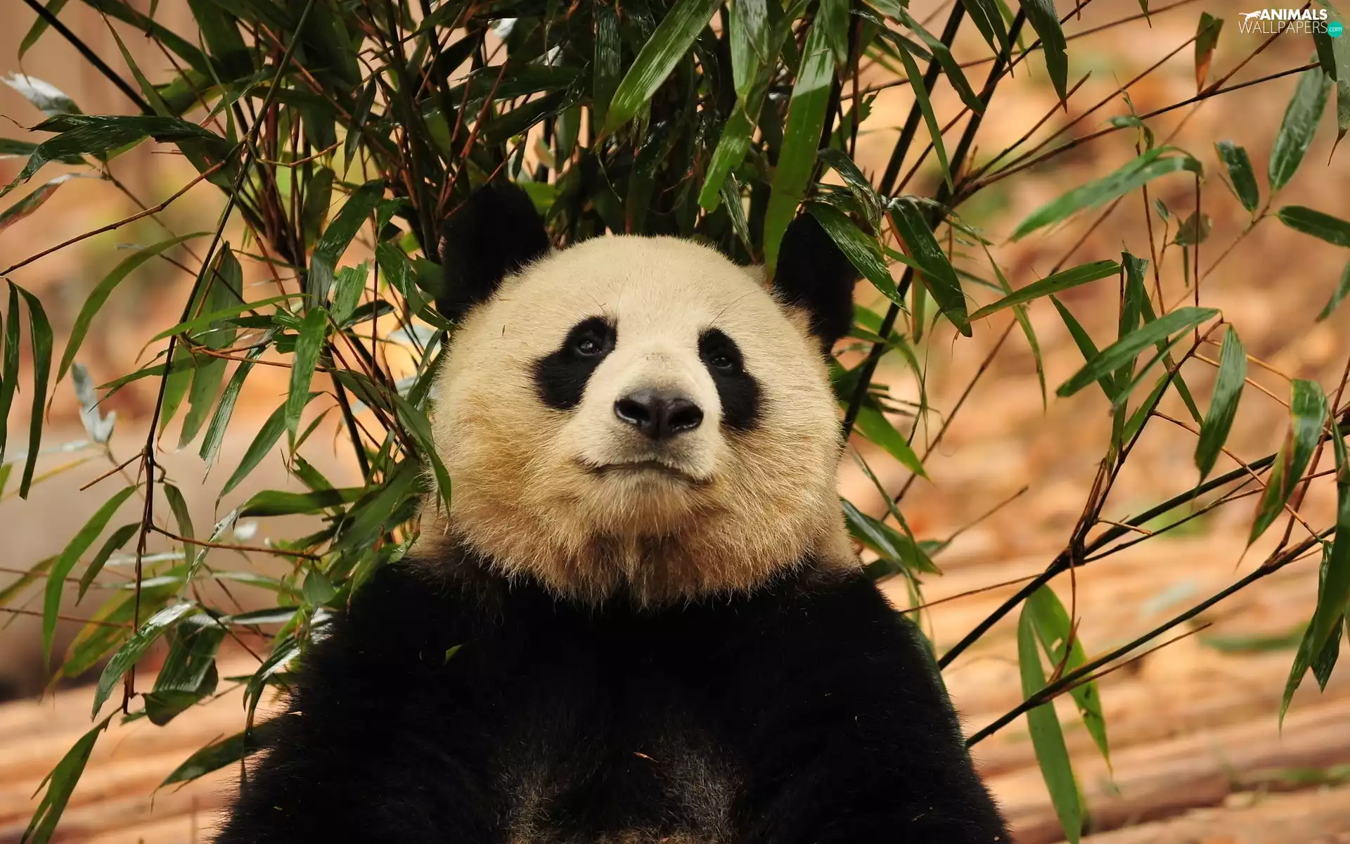 teddy bear, branch pics, leaves, zpabda