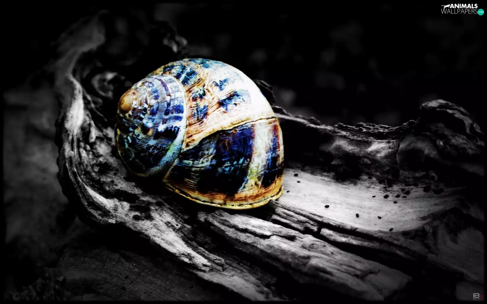 picture, snail