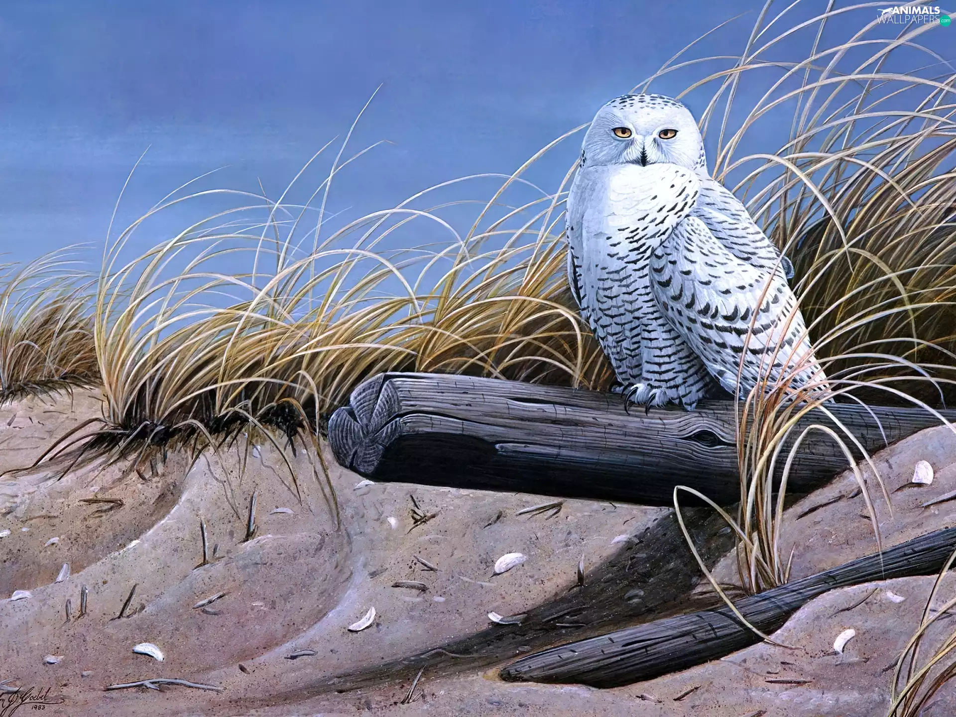 owl, picture, Wilhelm Goebel, Barn