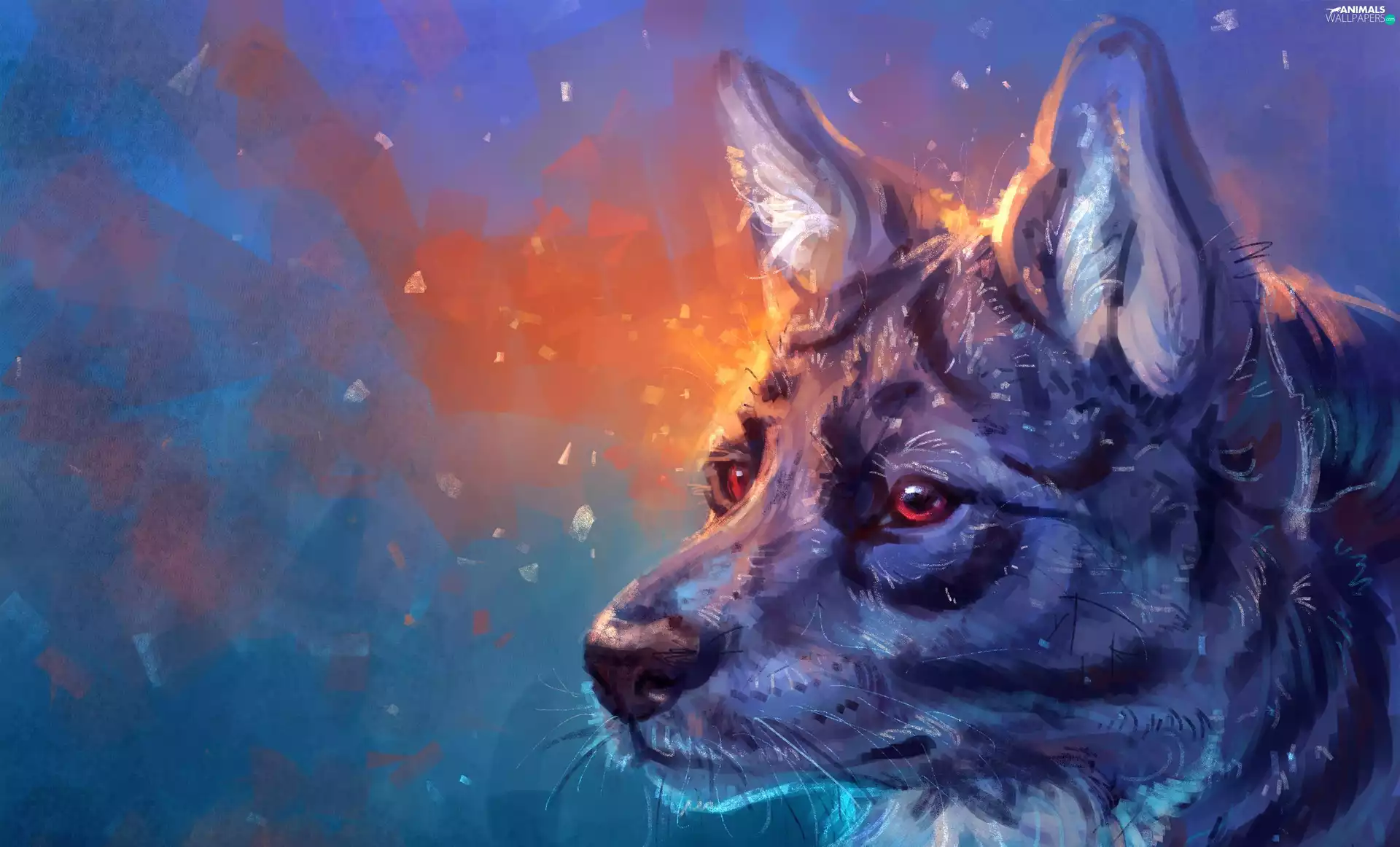 Eyes, picture, Wolf, Red, Head