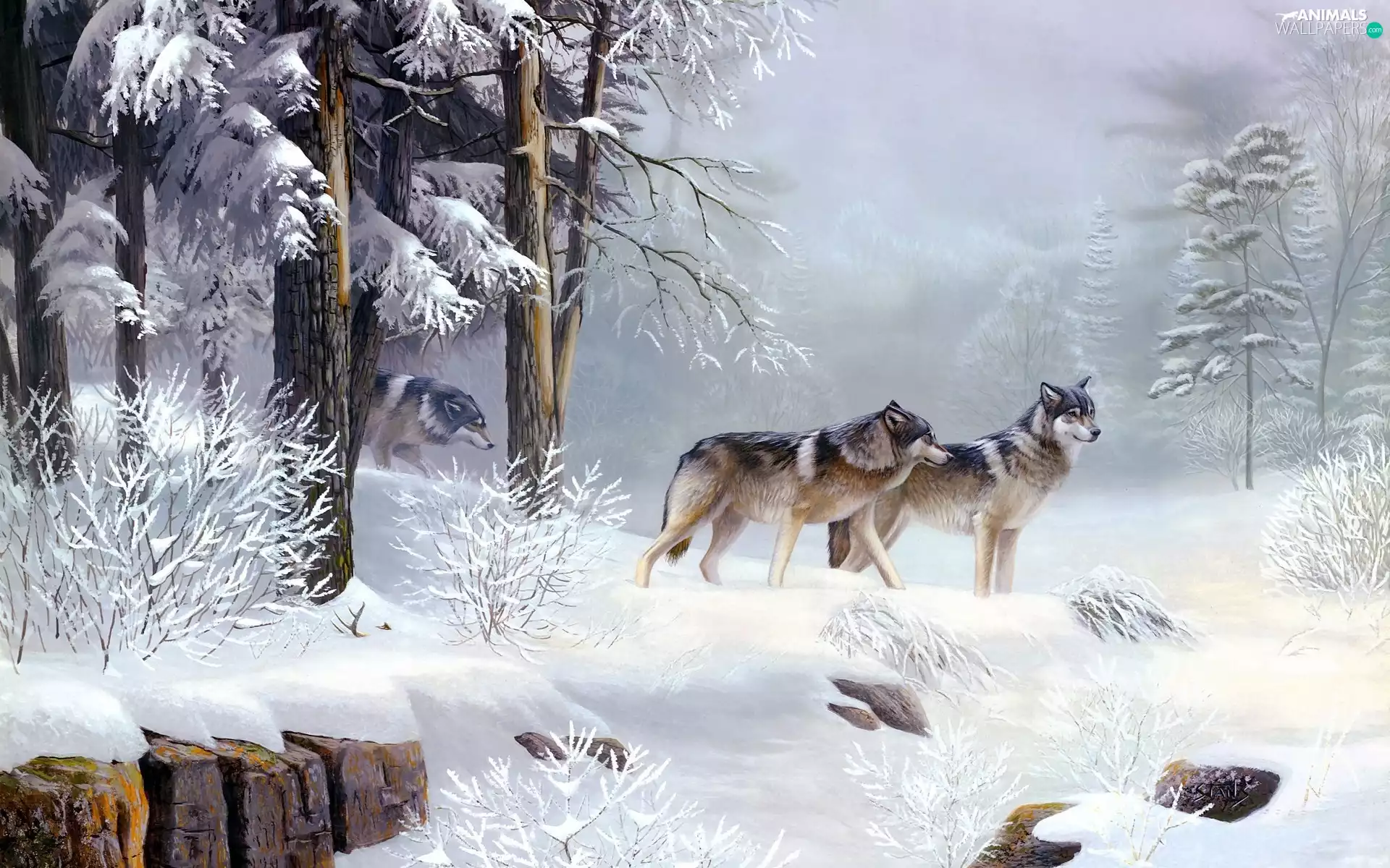 picture, forest, wolves