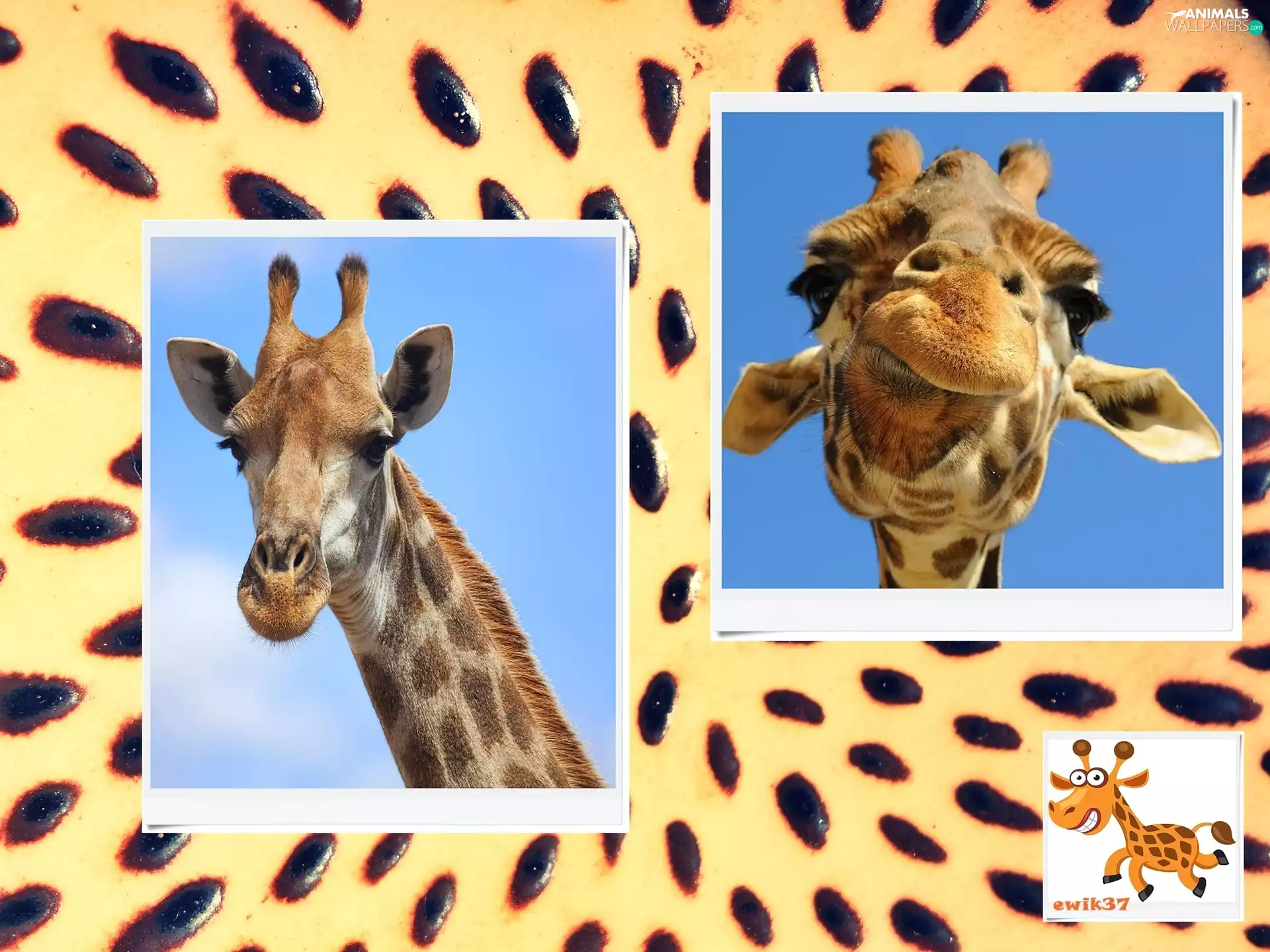 giraffe, Mottled, background, pictures