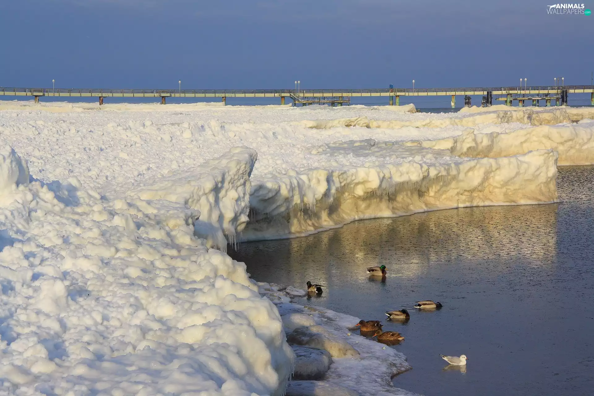sea, ducks, winter, pier