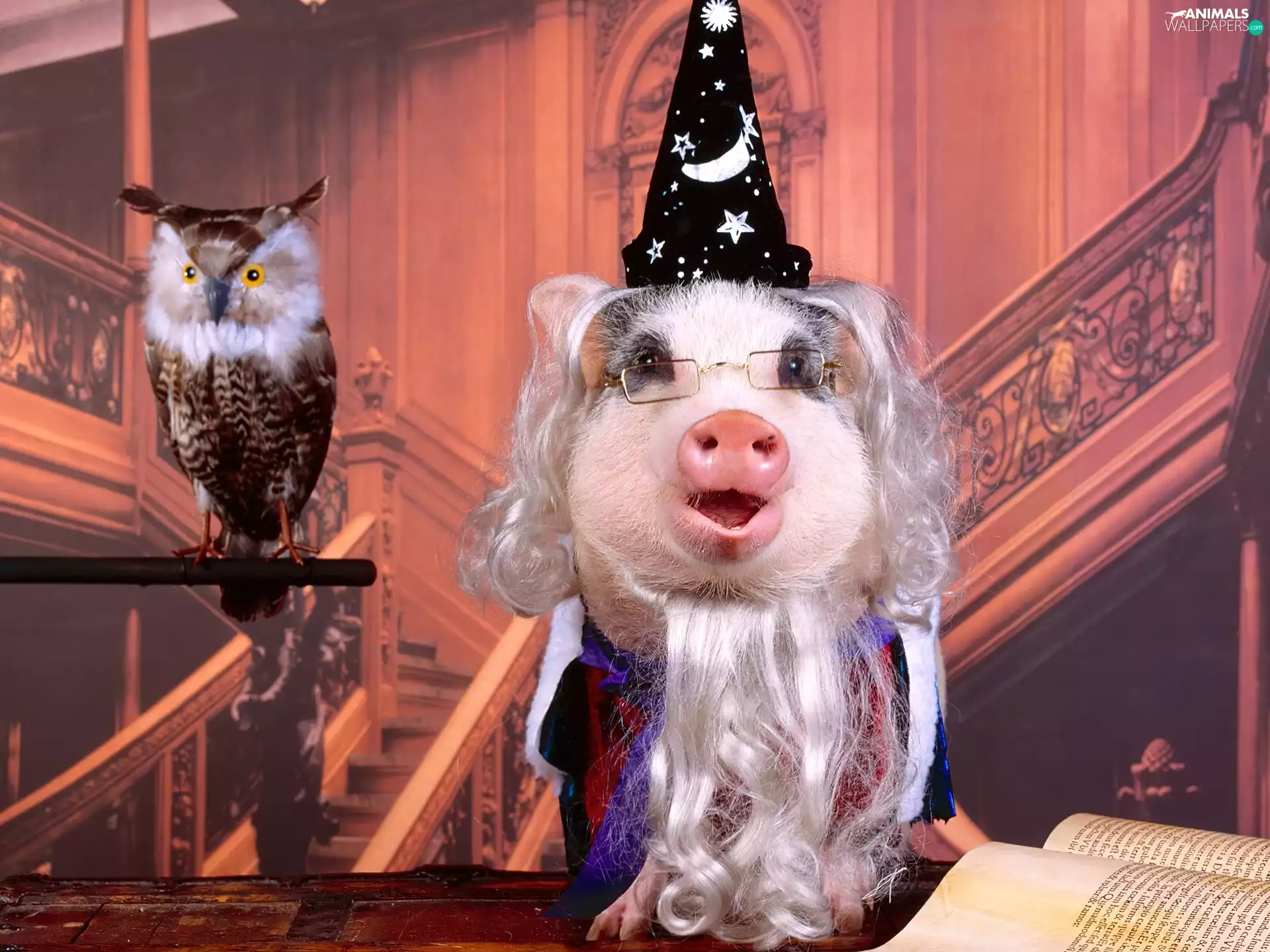 guinea pig, disguise, owl, magician