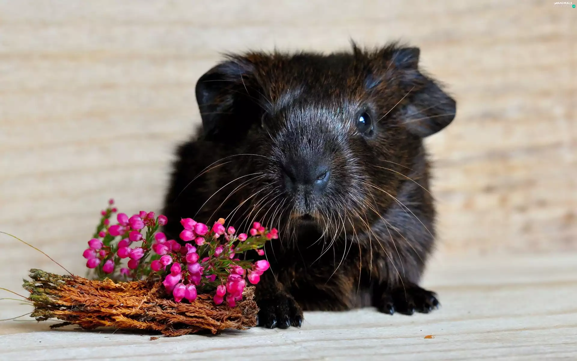 Flowers, black, guinea pig