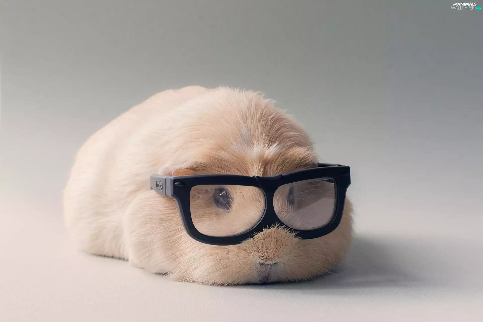 guinea pig, Glasses, Funny, maritime
