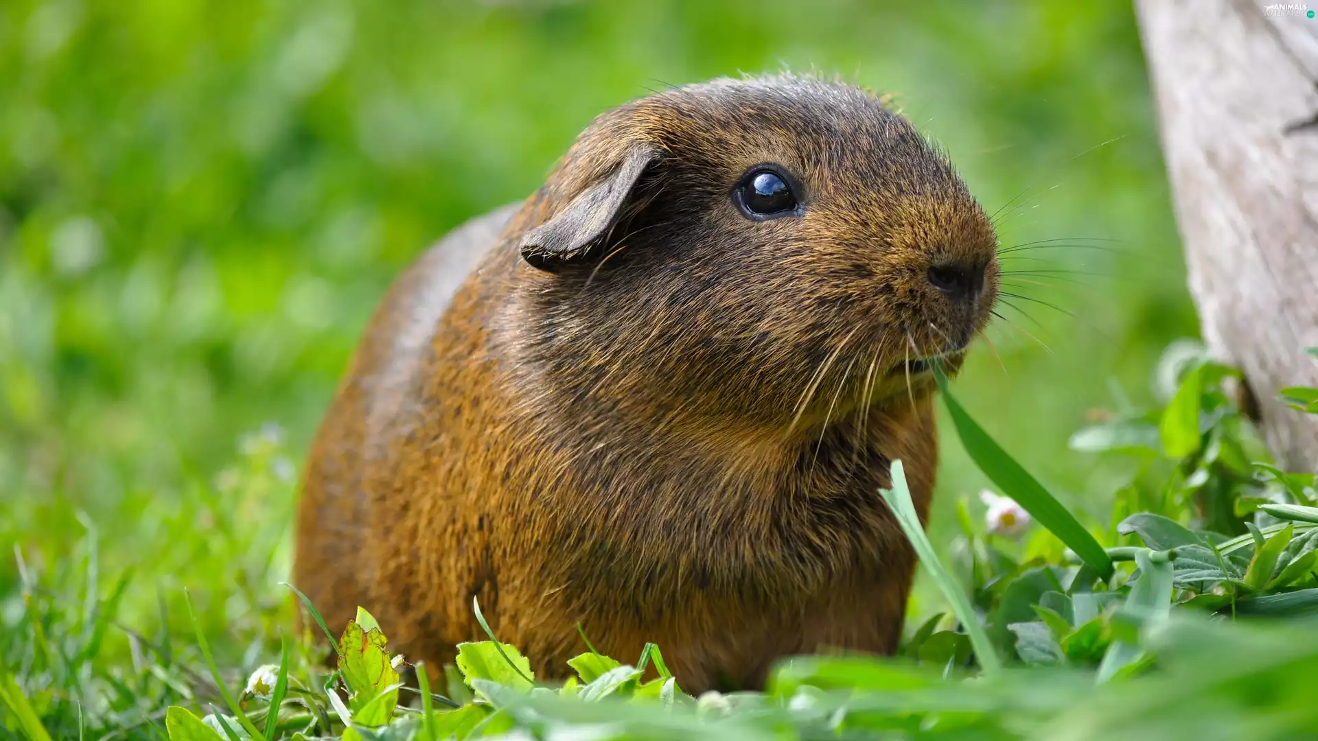 grass, Brown, guinea pig