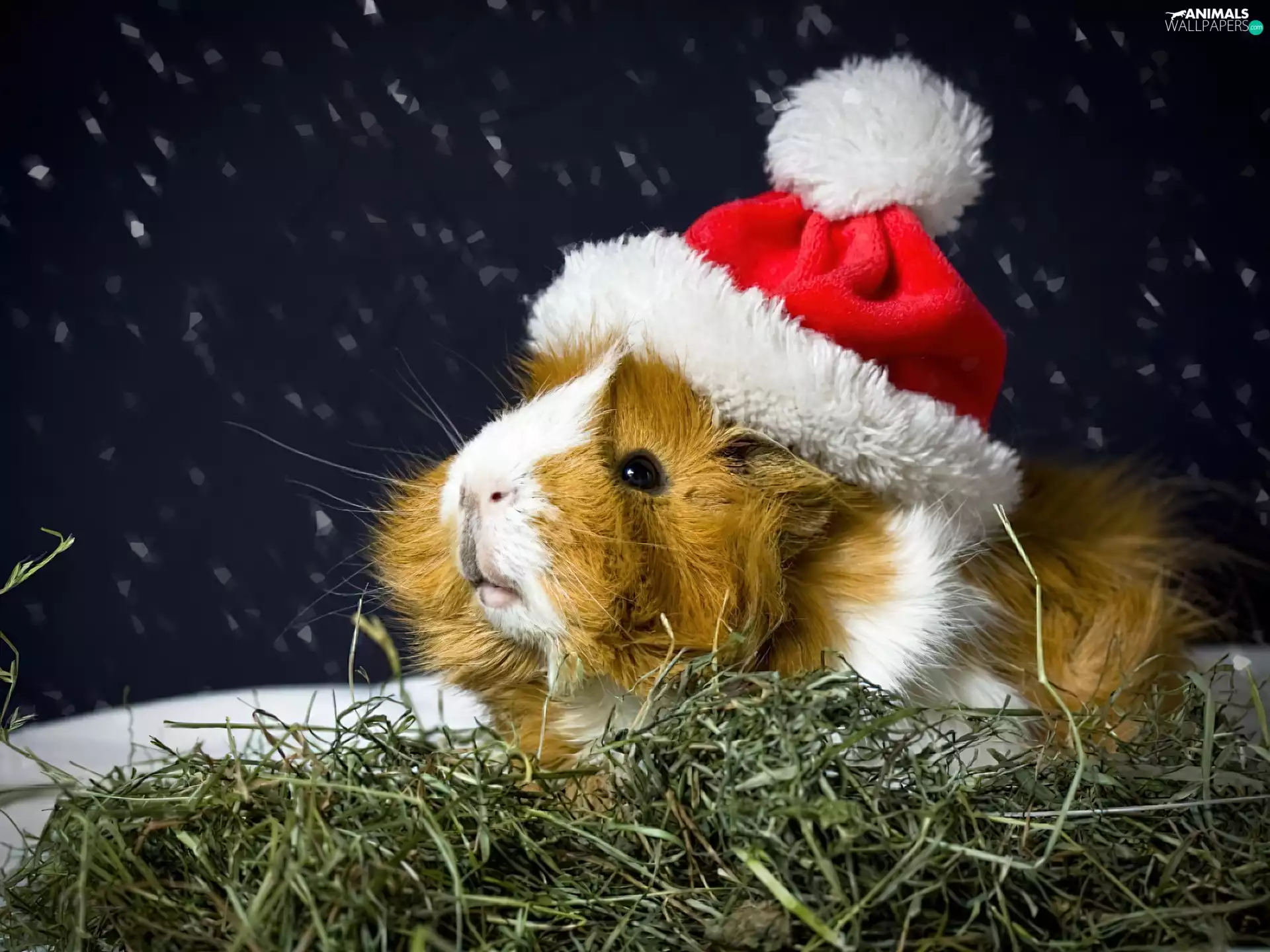 guinea pig, holly, hay, maritime