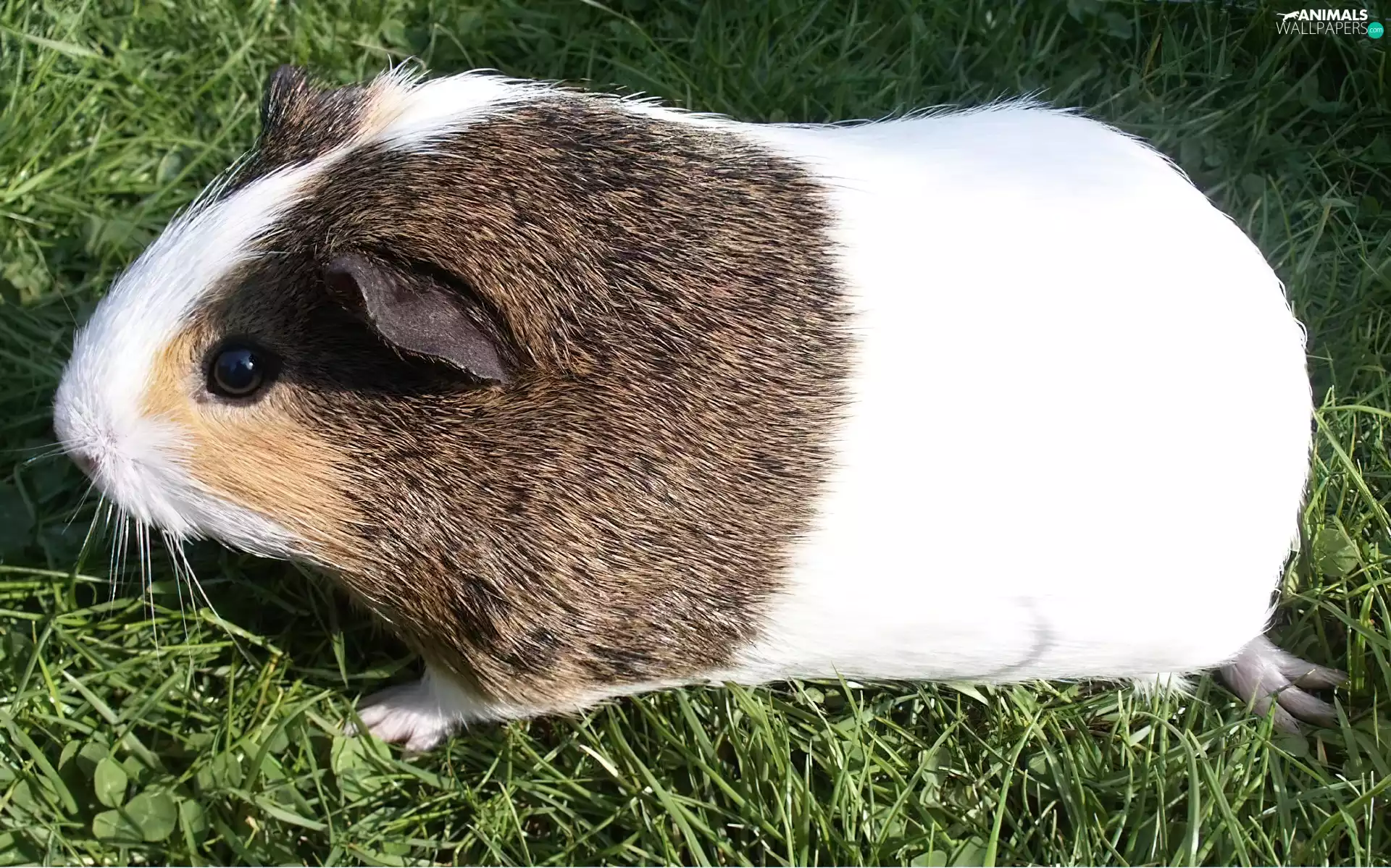 guinea pig, longhaired, grass, maritime