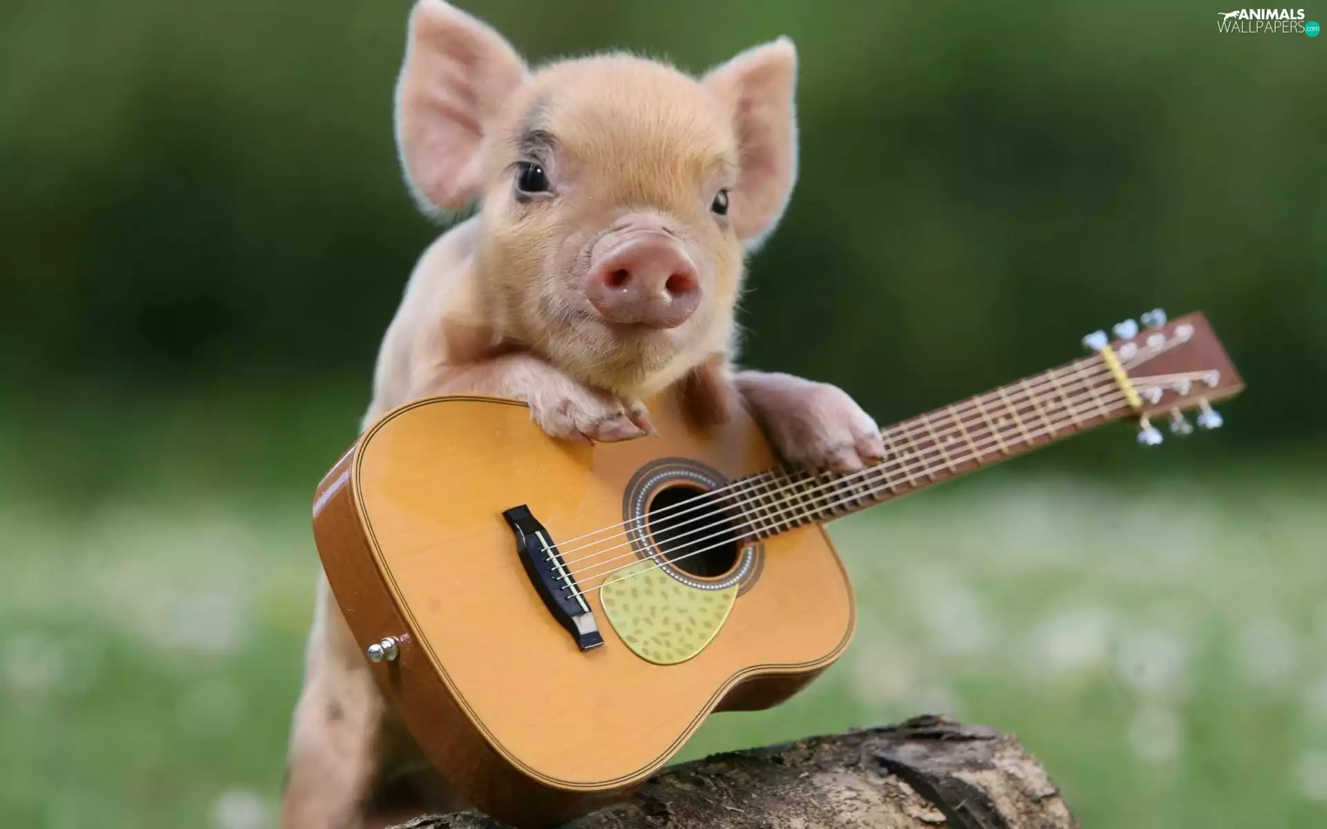 Funny monkey, guinea pig, Guitar, small