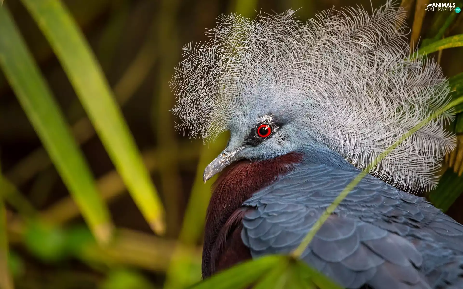 Bird, Victoria Crowned Pigeon
