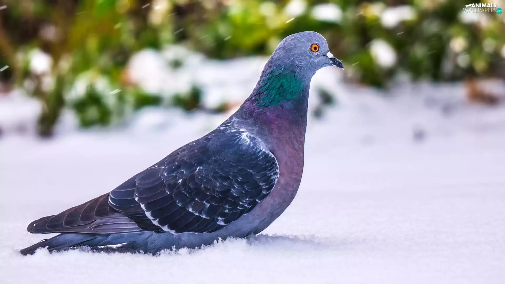 Bird, winter, snow, pigeon