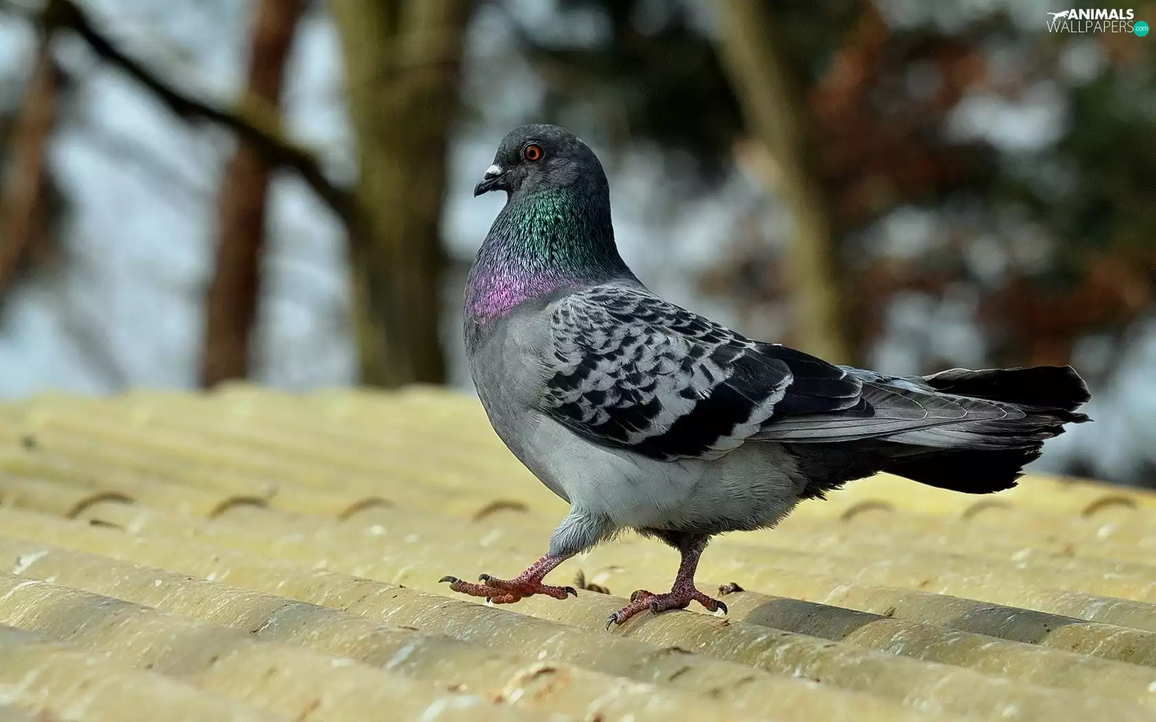 pigeon, the roof
