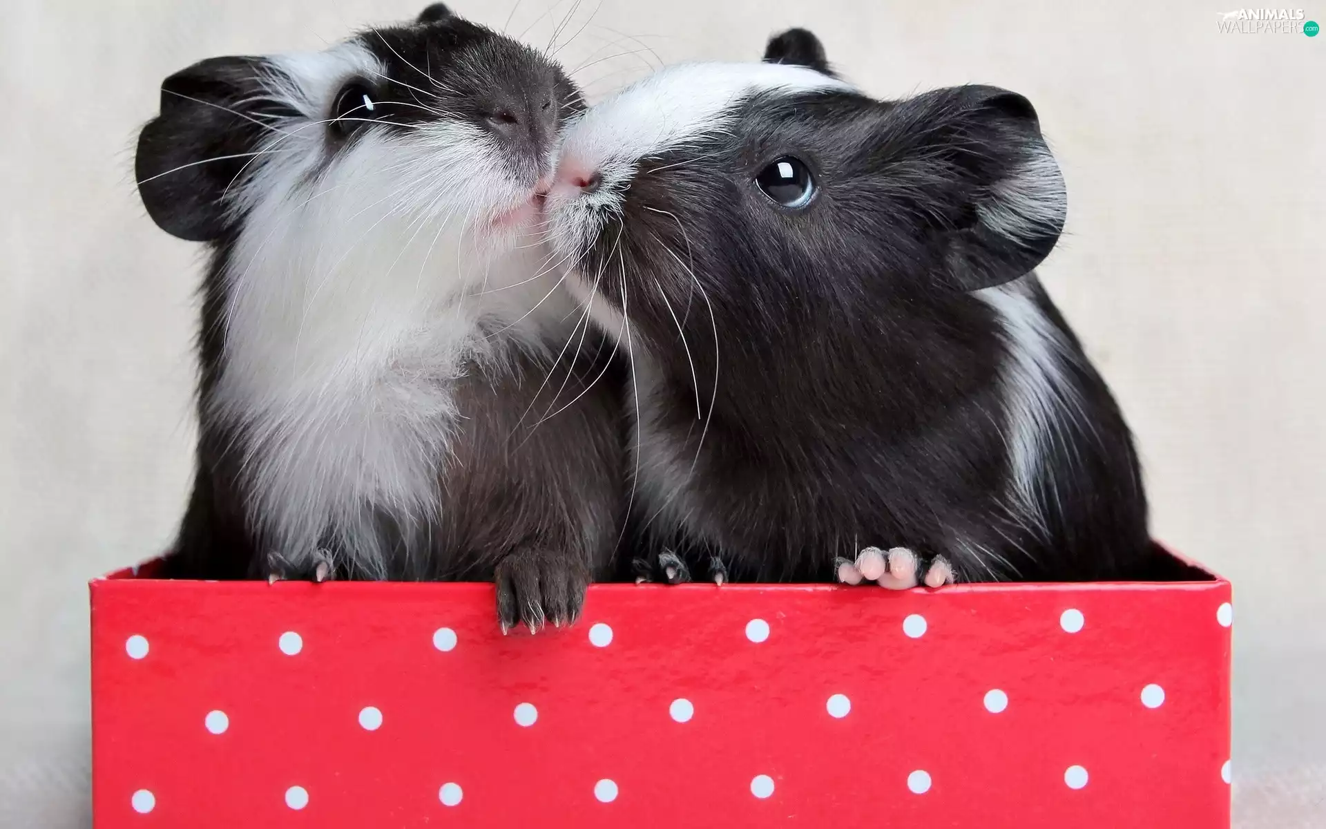 Box, Two, Guinea Pigs