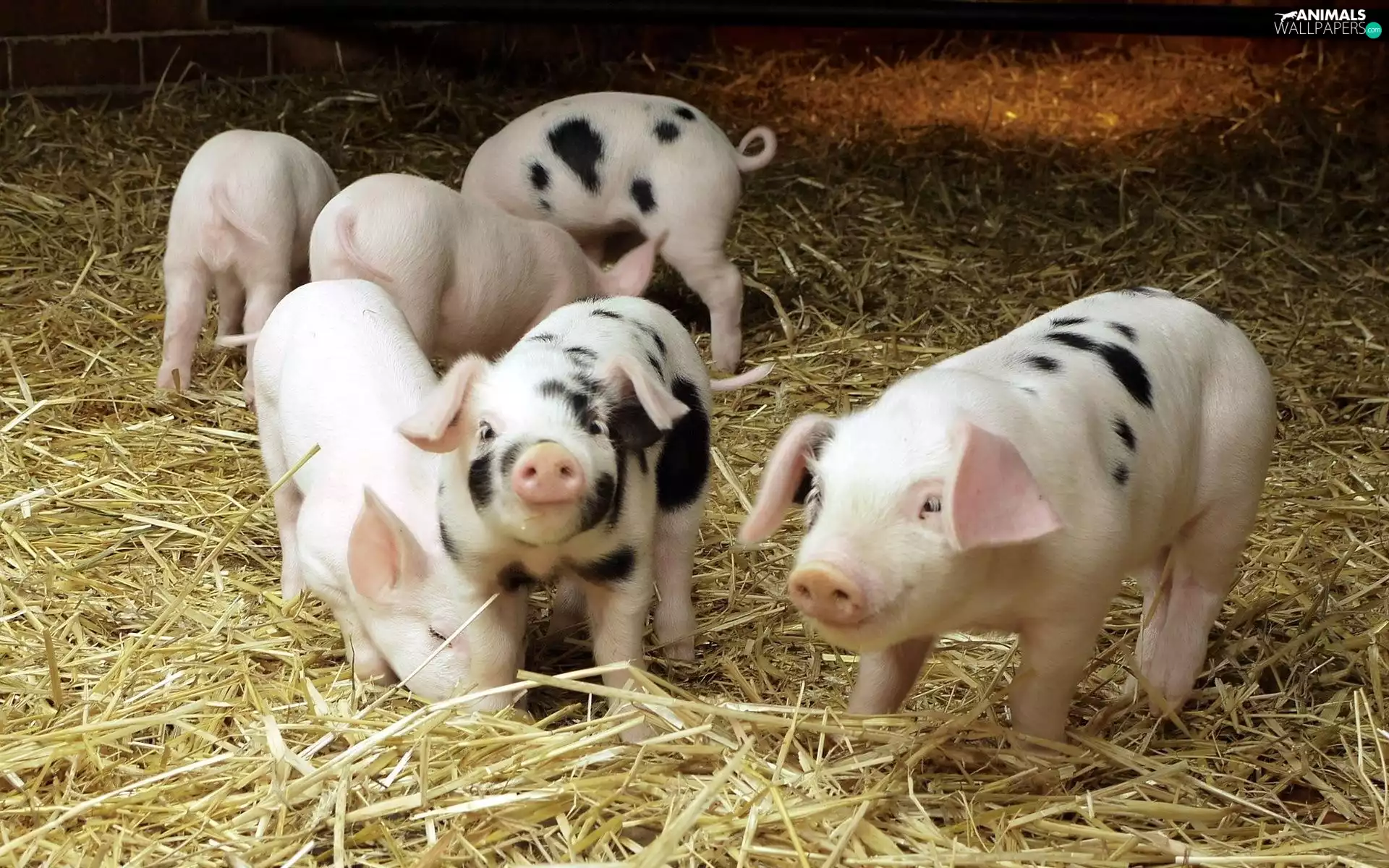 Hay, little doggies, Pigs