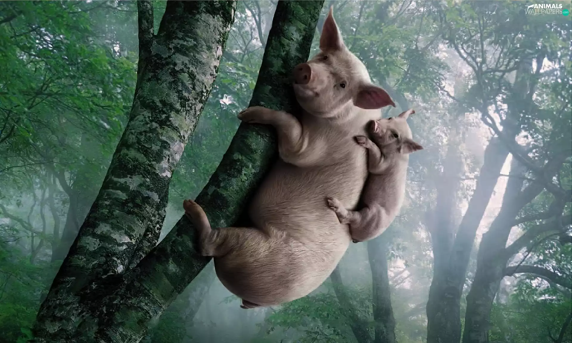 Pigs, trees