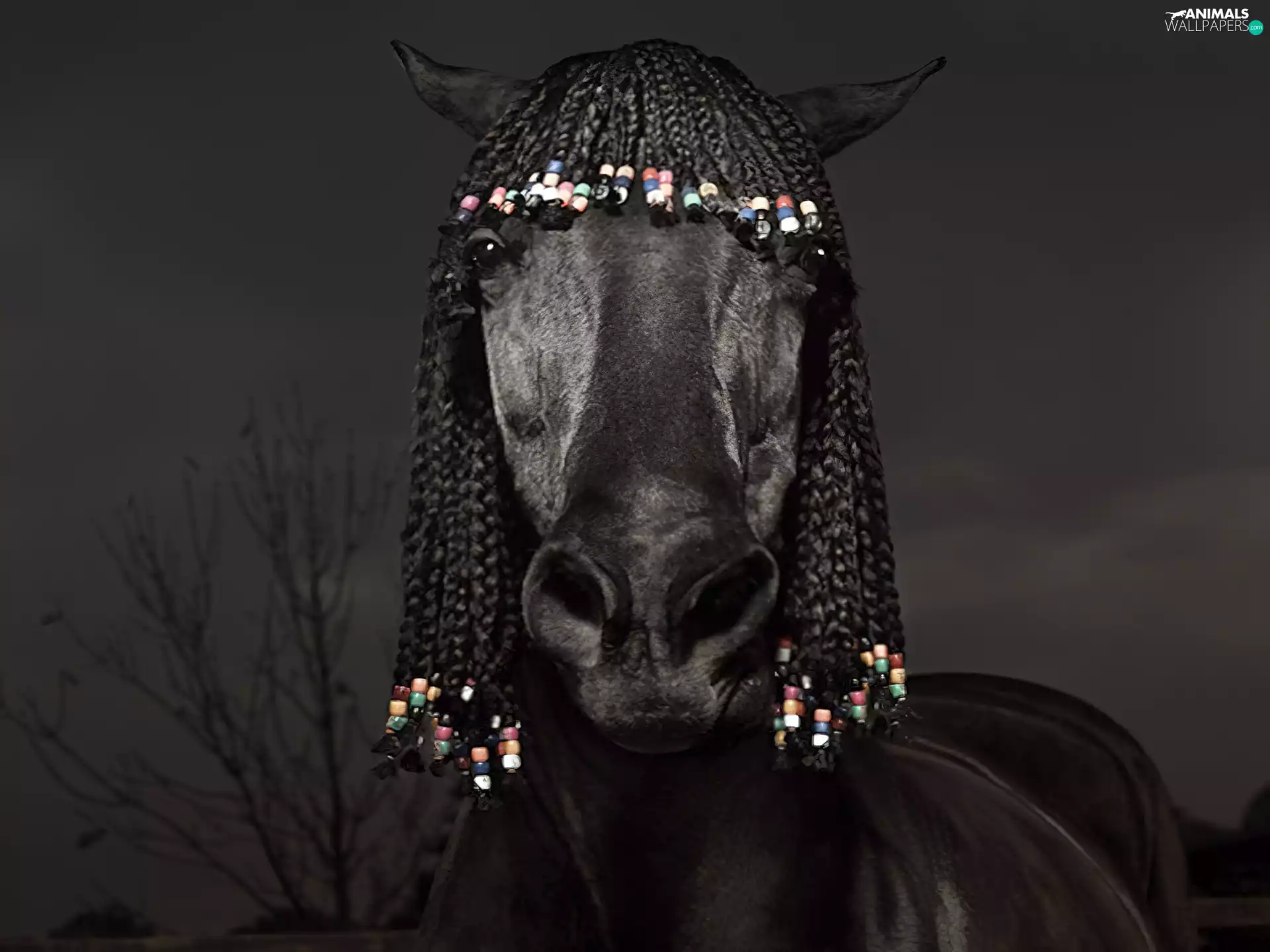 pigtail, head, horse