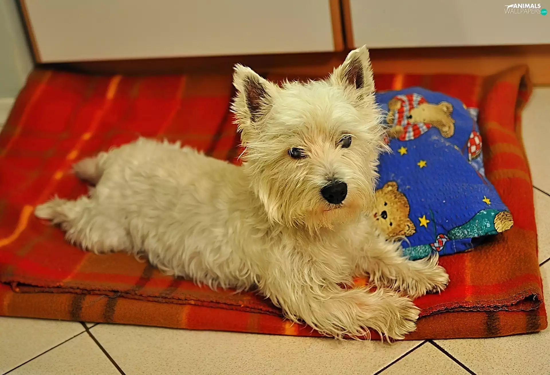 Pillow, doggy, coverlet