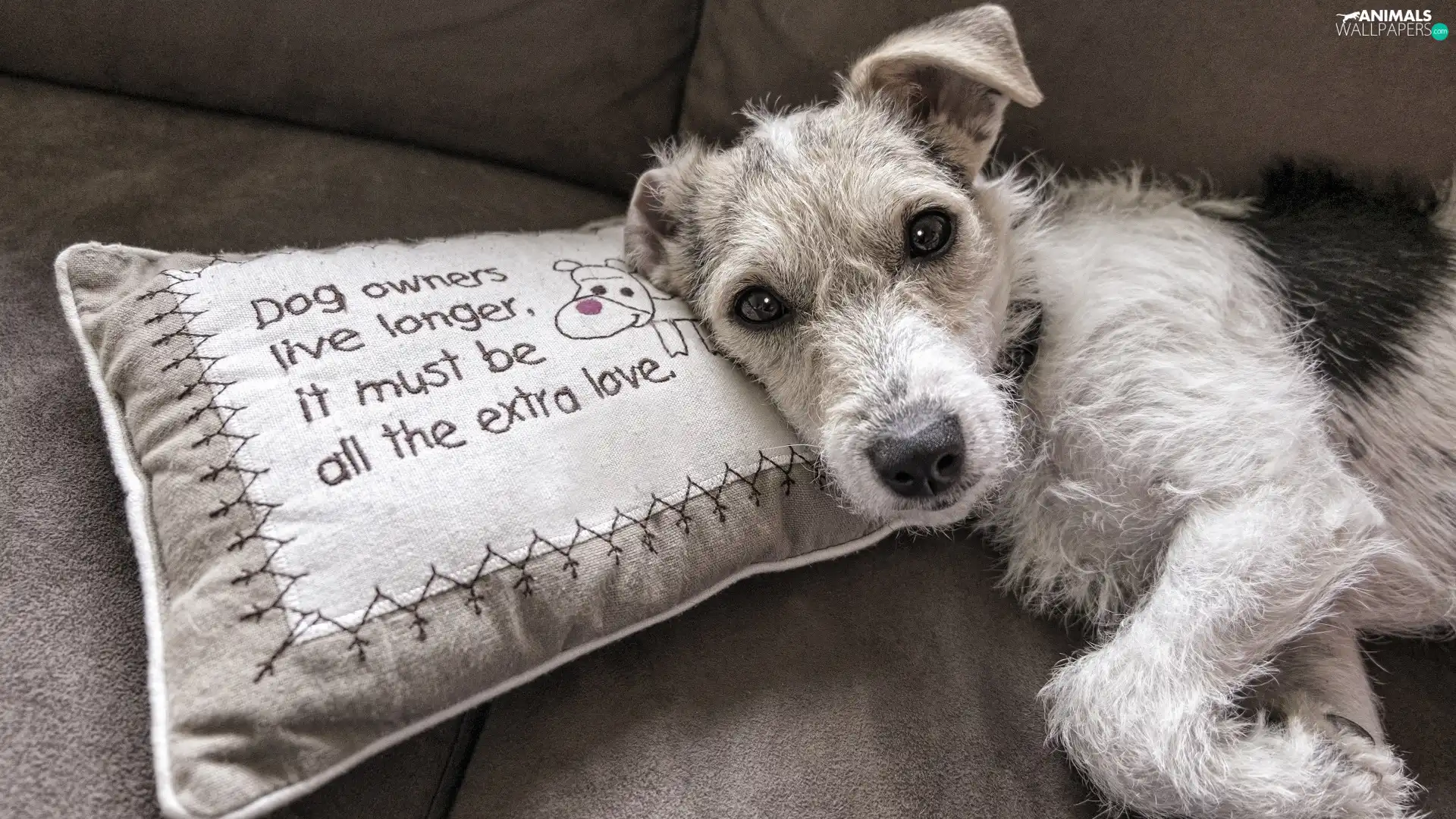 Pillow, lying, dog