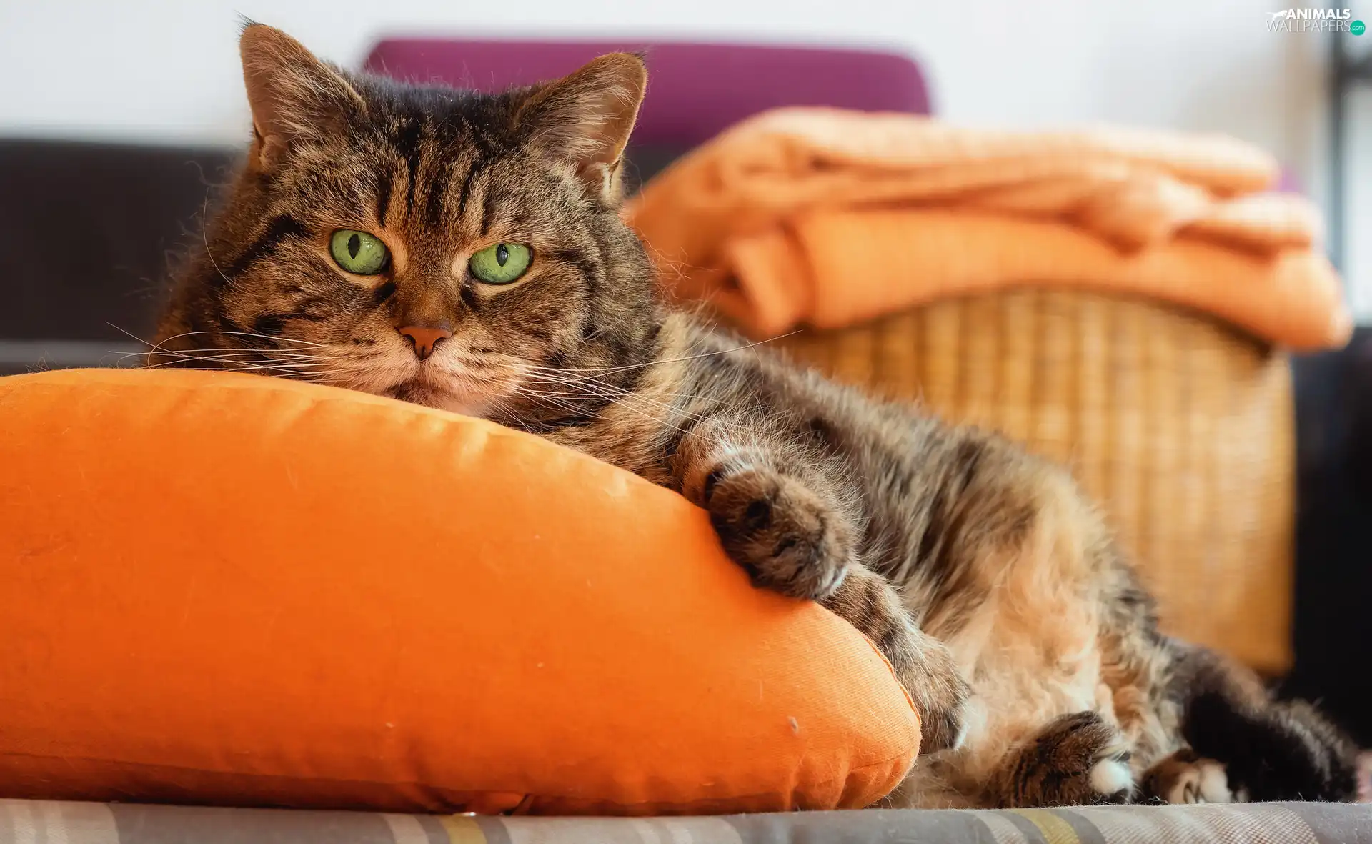 Pillow, cat, Orange