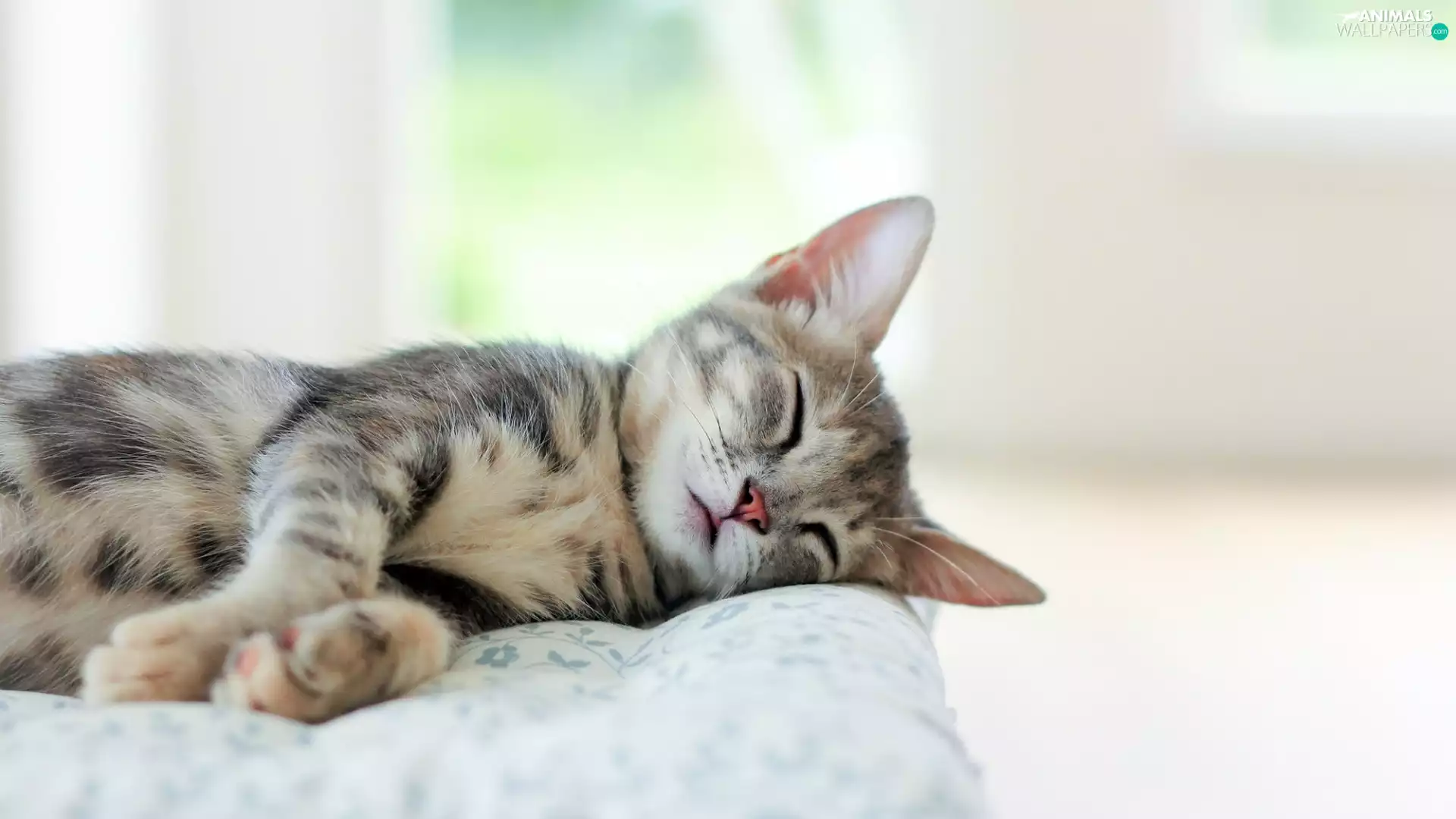 cat, Pillow, small, dun, sleepy