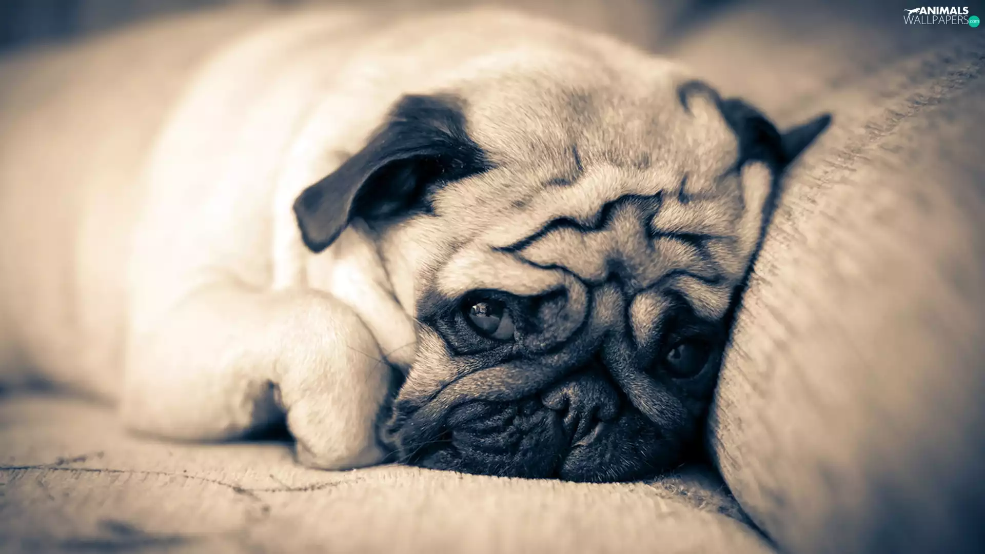 Sofa, Sponge, pug, Pillow